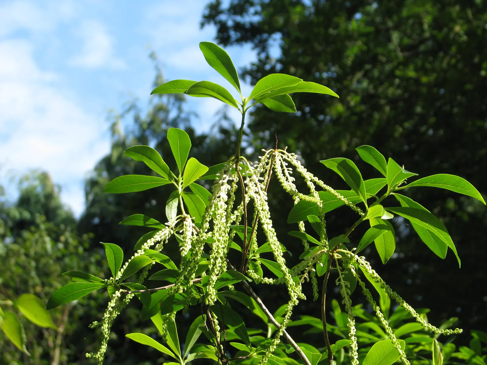 Leatherwood, Titi, Ironwood Myrtle (Cyrilla Racemiflora) — each approximately 1/8 inch across