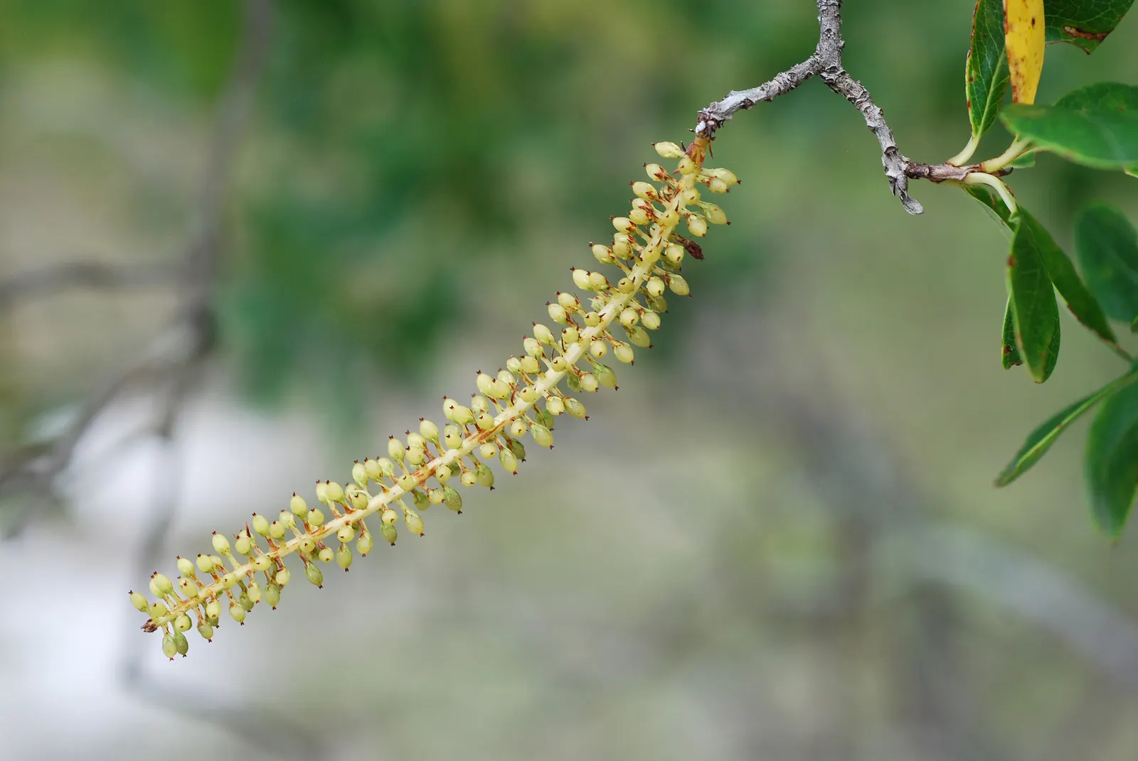 Leatherwood, Titi, Ironwood Myrtle (Cyrilla Racemiflora) — This adaptable evergreen or semi-evergreen shrub reaches 10 to 20 feet high, with a similar spread
