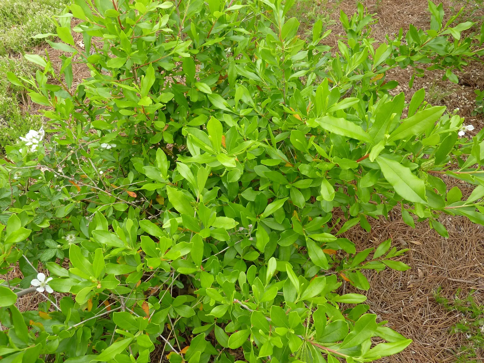Leatherwood, Titi, Ironwood Myrtle (Cyrilla Racemiflora) — Cyrilla racemiflora, commonly known as Leatherwood, Titi, or Ironwood Myrtle, thrives in USDA zones