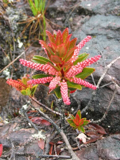 Leatherwood, Titi, Ironwood Myrtle (Cyrilla Racemiflora) — also widely recognized as Titi or Ironwood Myrtle