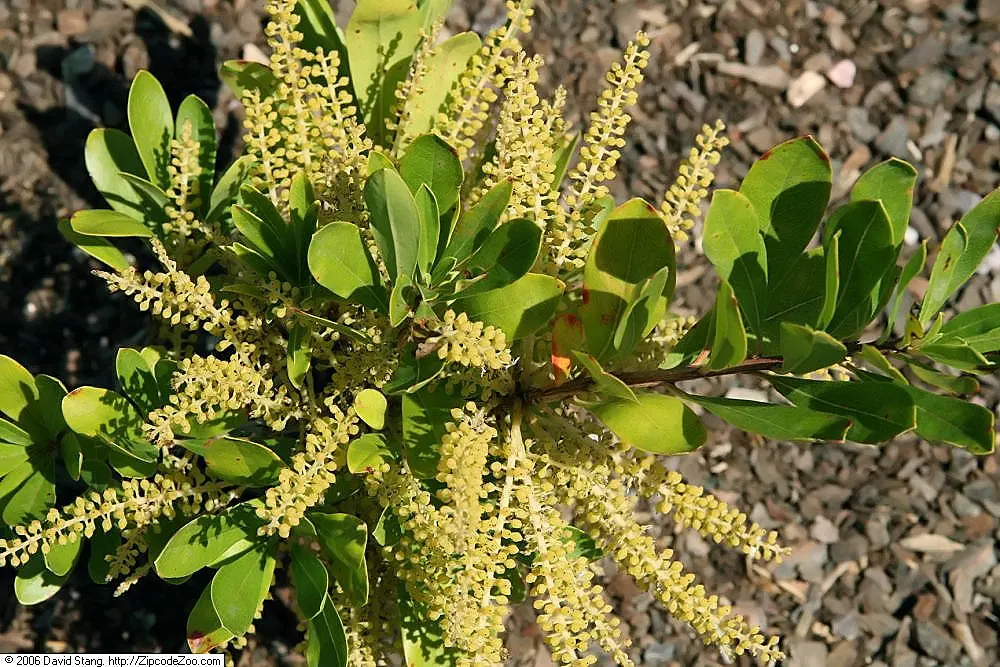 Leatherwood, Titi, Ironwood Myrtle (Cyrilla Racemiflora) — feathery flowers and year-round appeal