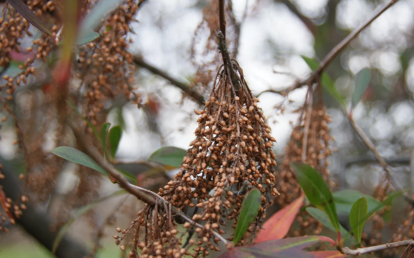 Leatherwood, Titi, Ironwood Myrtle (Cyrilla Racemiflora) — Their nectar-rich blooms are a magnet for bees and butterflies