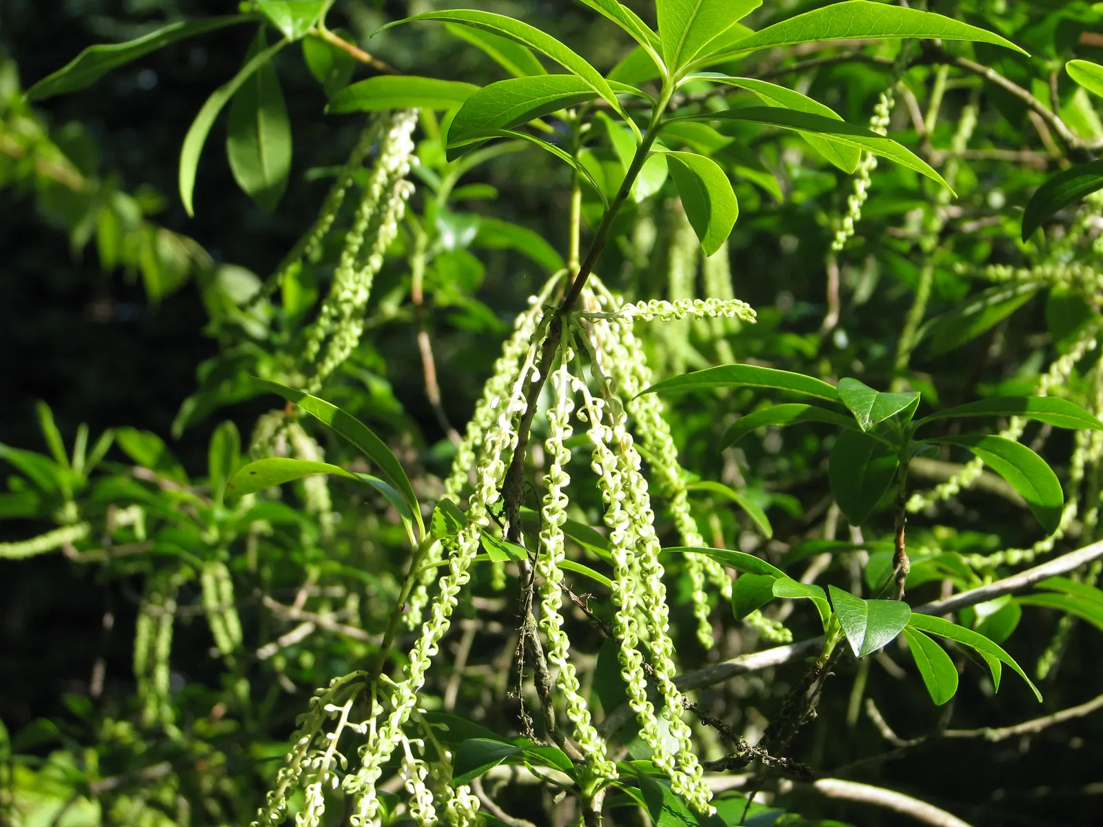Leatherwood, Titi, Ironwood Myrtle (Cyrilla Racemiflora) — multi-stemmed silhouette that brings a natural