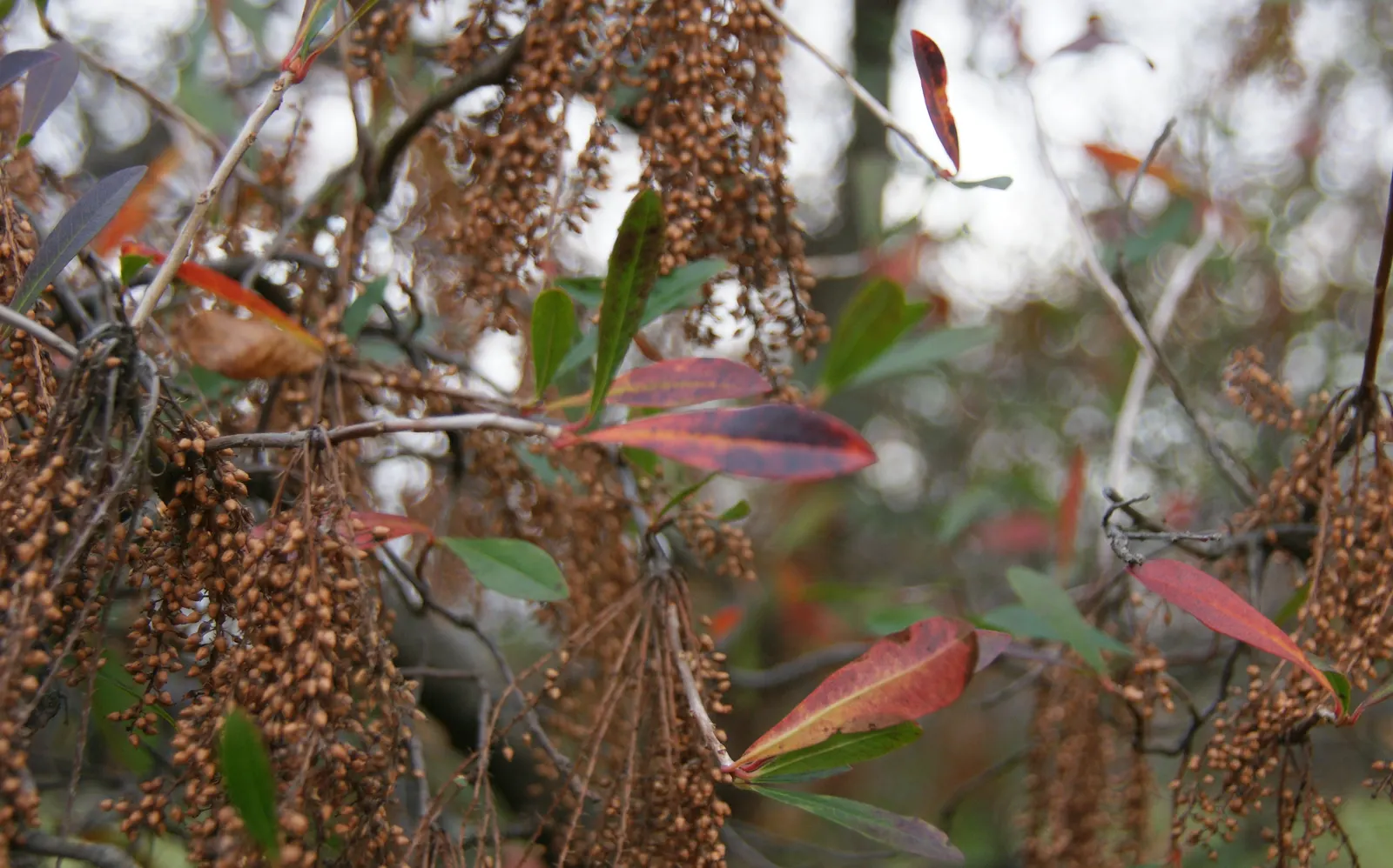 Leatherwood, Titi, Ironwood Myrtle (Cyrilla Racemiflora) — plant Cyrilla racemiflora in acidic