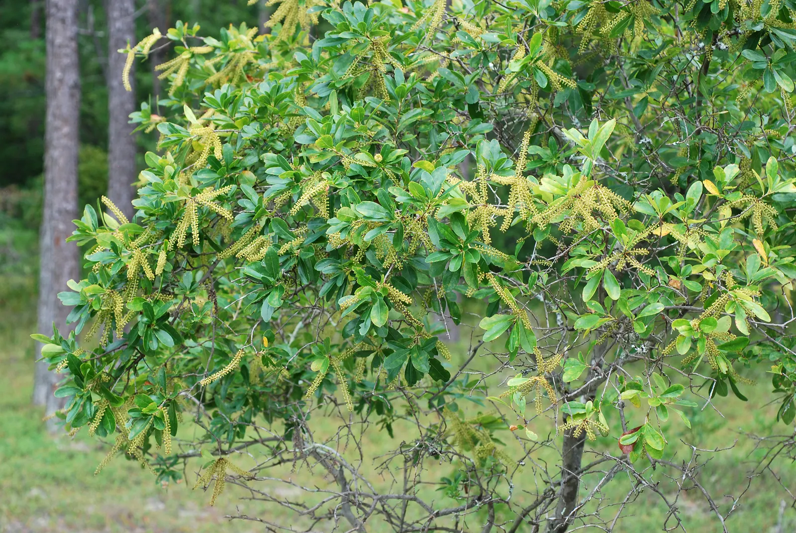 Leatherwood, Titi, Ironwood Myrtle (Cyrilla Racemiflora) — the Leatherwood offers an irregular