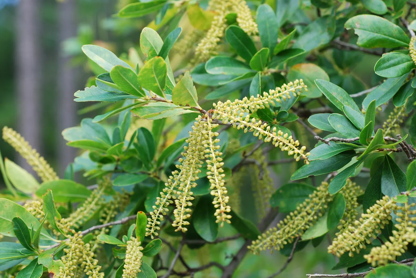 Leatherwood, Titi, Ironwood Myrtle (Cyrilla Racemiflora) — providing an impressive display.<br><br>Come late spring or early summer