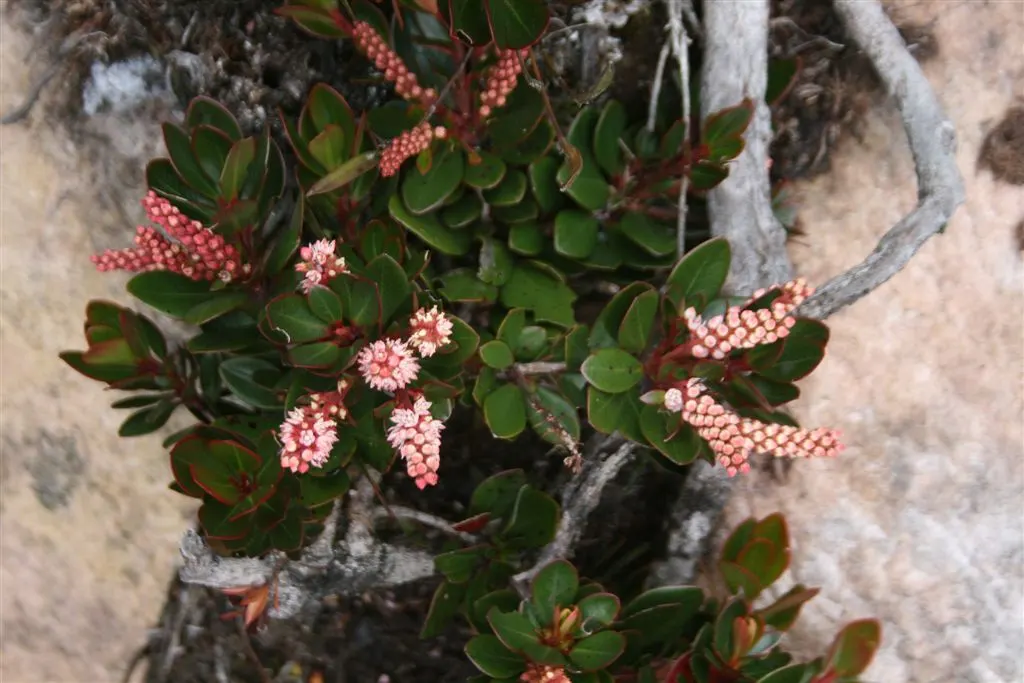 Leatherwood, Titi, Ironwood Myrtle (Cyrilla Racemiflora) — shrub / tree with white blooms