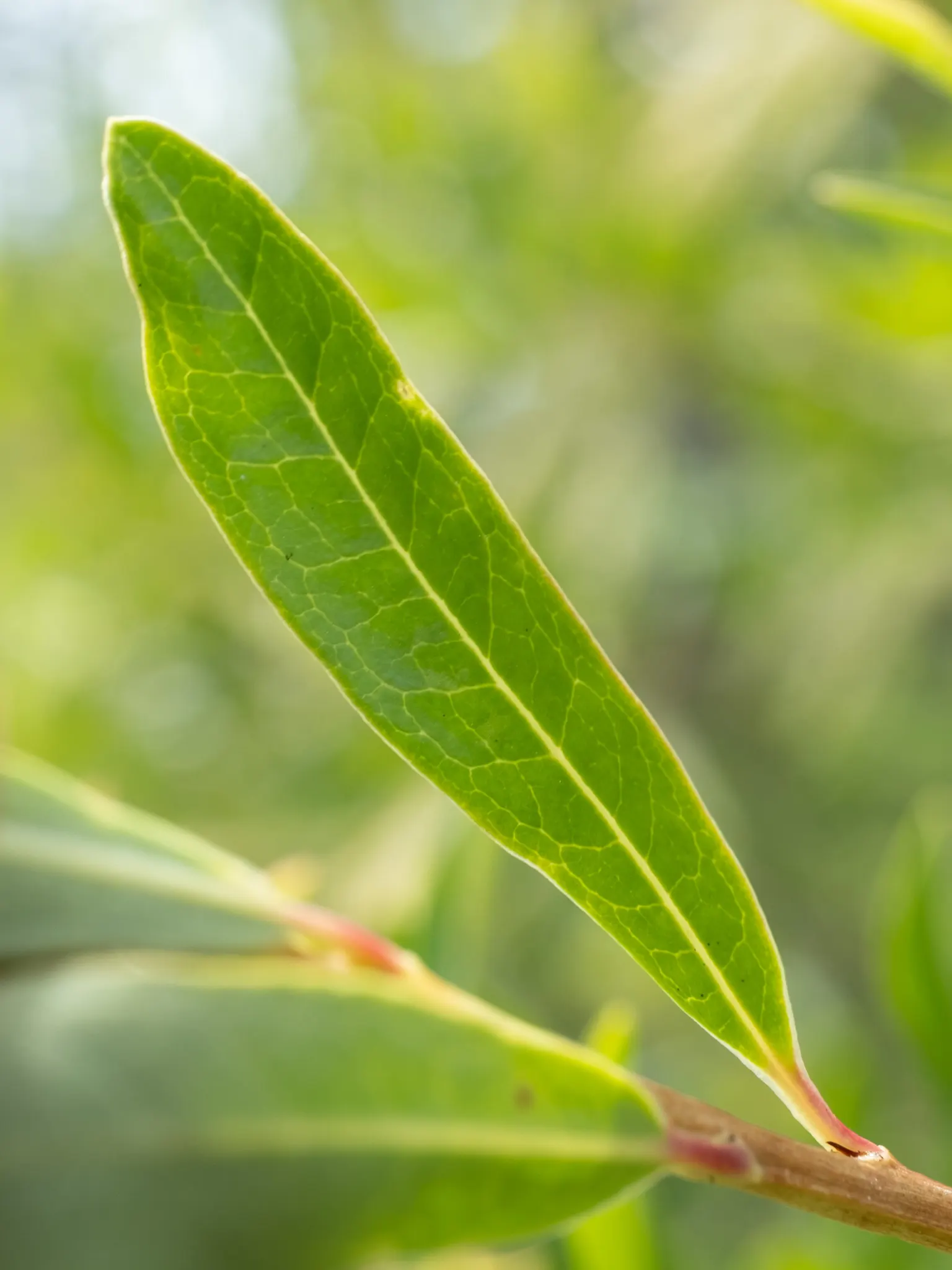 Leatherwood, Titi, Ironwood Myrtle (Cyrilla Racemiflora) — It features racemes of fragrant white flowers in summer and has peeling, reddish-brown bark