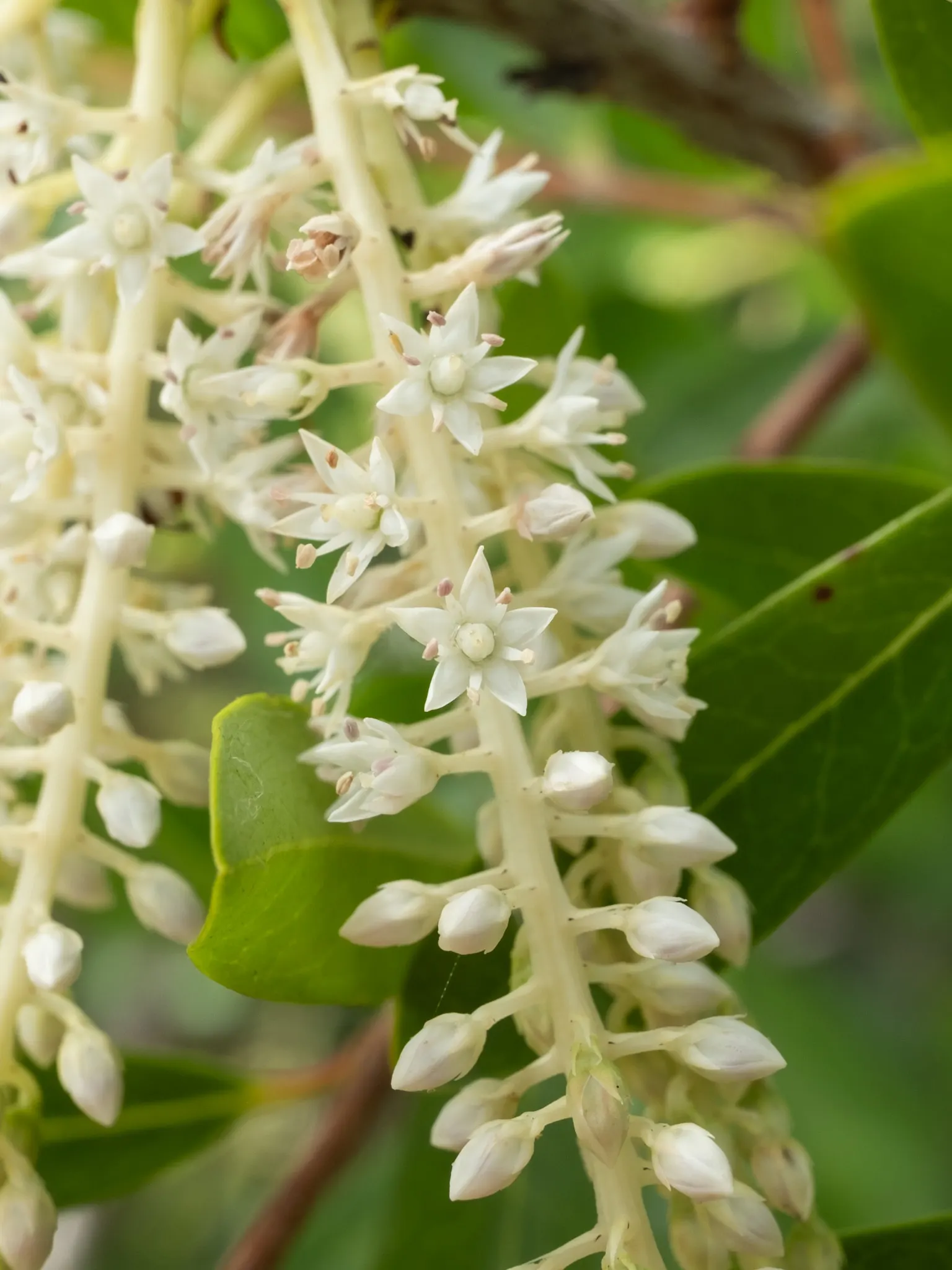 Leatherwood, Titi, Ironwood Myrtle (Cyrilla Racemiflora) — white flowers in the garden