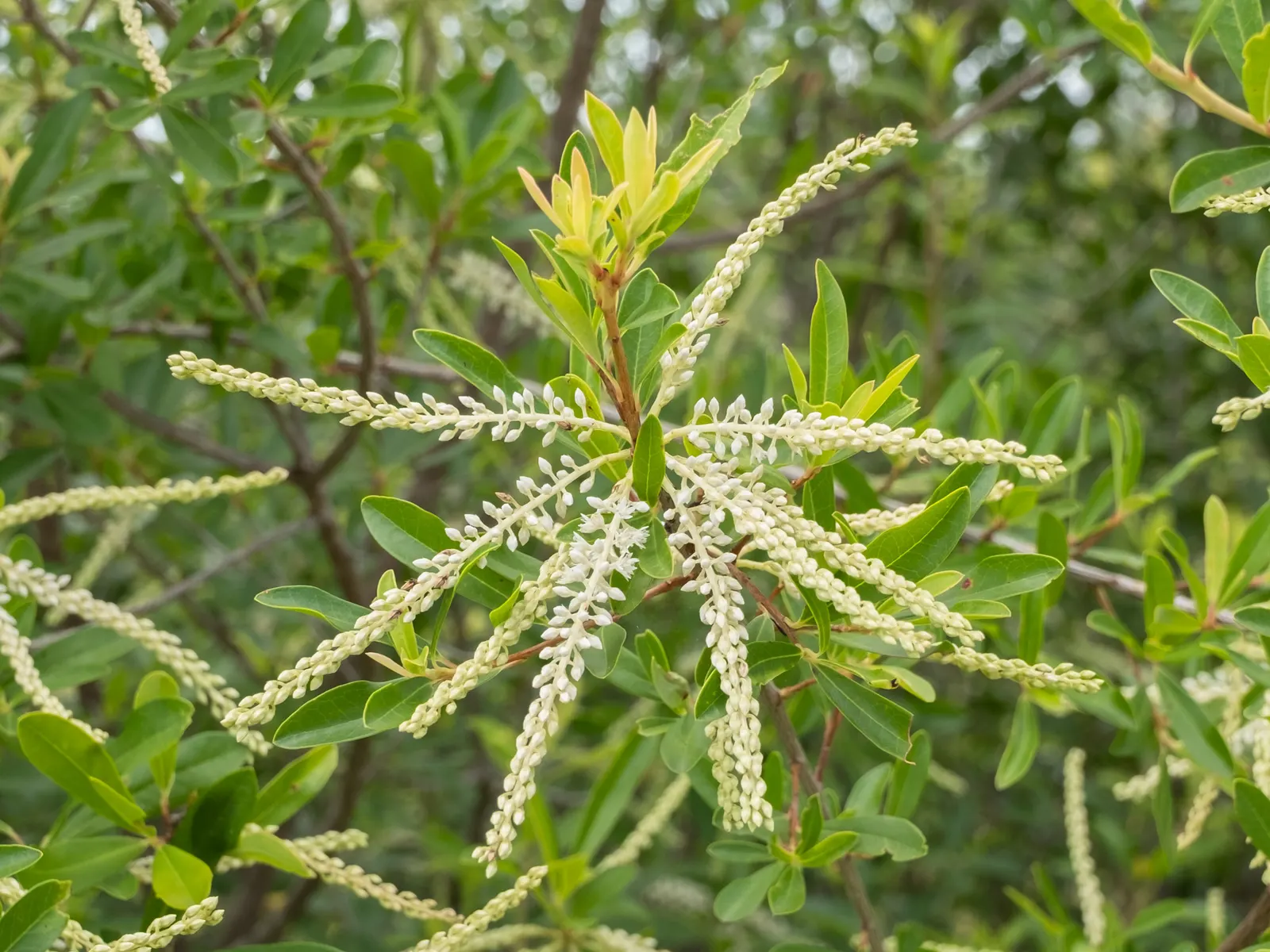 Leatherwood, Titi, Ironwood Myrtle (Cyrilla Racemiflora) — though it's quite adaptable and can tolerate occasional flooding