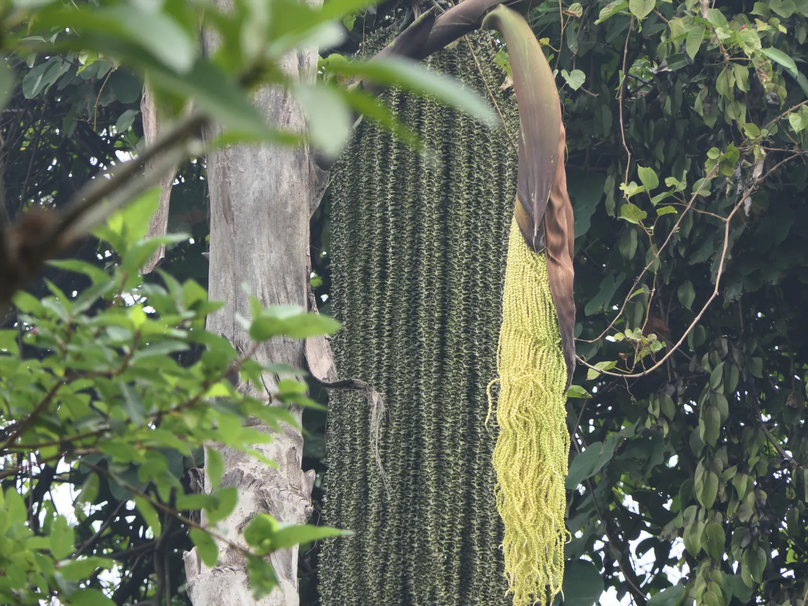 Toddy Palm (Caryota Urens) — due to its mature size and potential mess from falling fruits