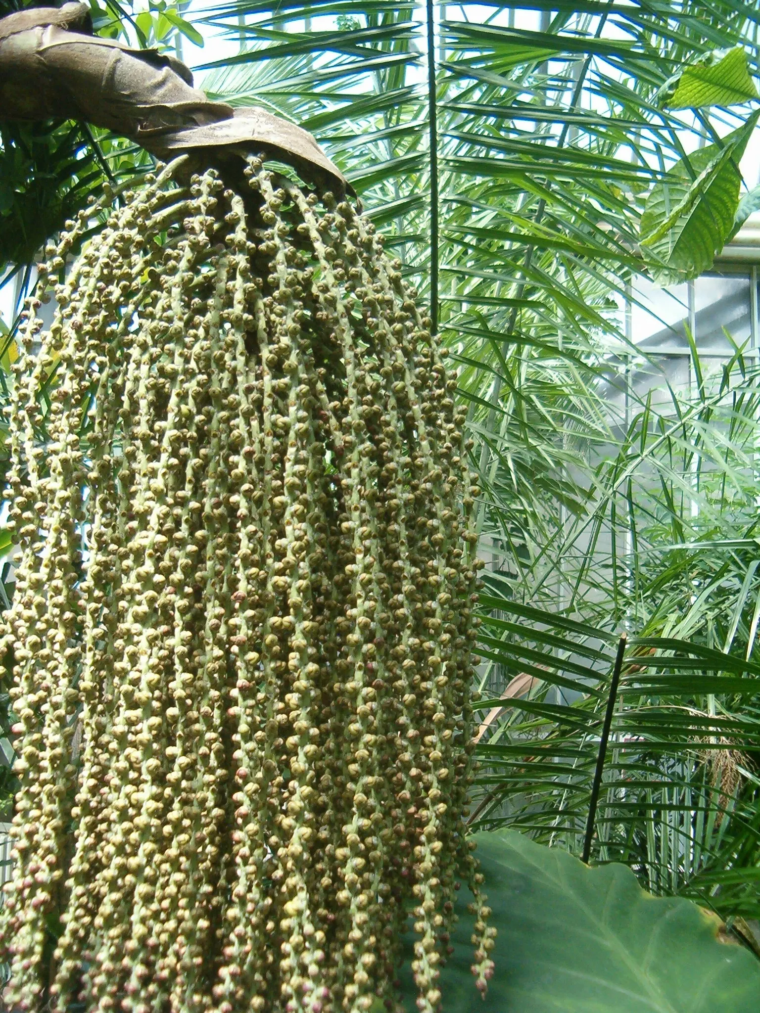 Toddy Palm (Caryota Urens) — palm for full or half