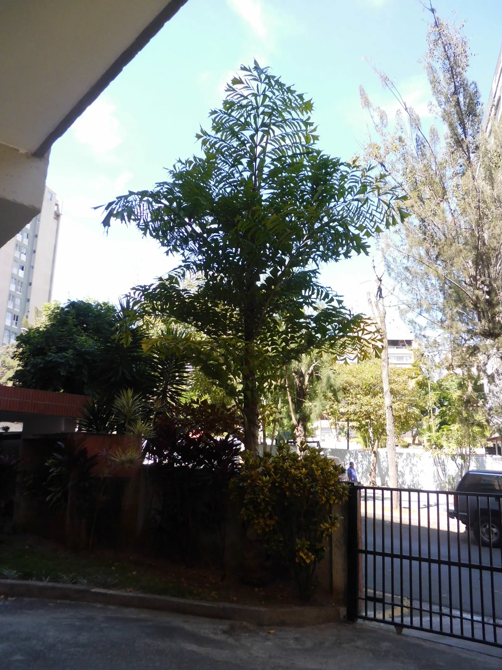 Toddy Palm (Caryota Urens) — is a distinctive species of palm native to parts of South Asia and Southeast Asia; the Toddy Palm (Caryota urens) is a striking