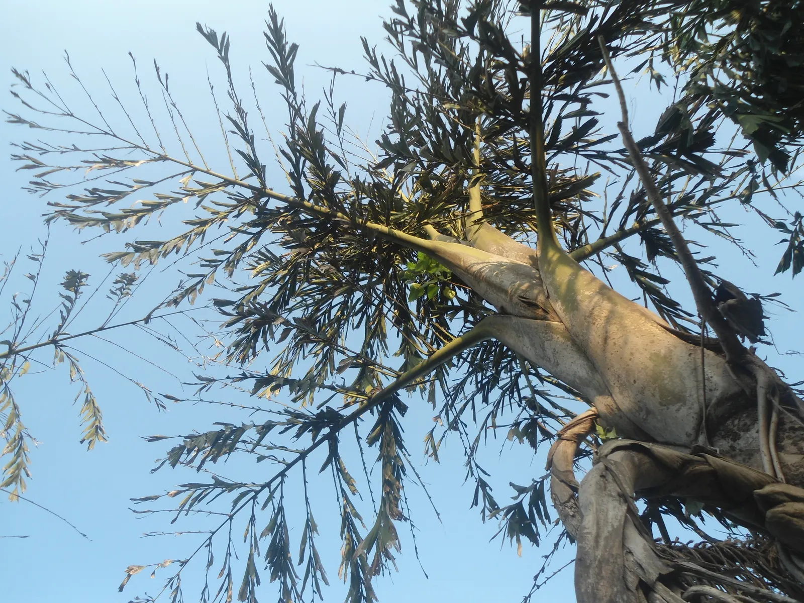 Toddy Palm (Caryota Urens) — This palm is characterized by its bipinnate leaves that can extend an impressive 12 to 18 feet in length; is a, image 61