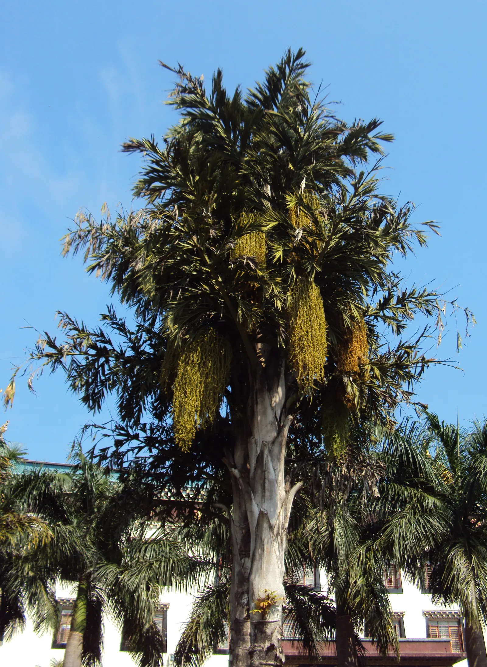 Toddy Palm (Caryota Urens) — The Toddy Palm (Caryota urens) is a striking addition to landscapes, known for its unique fishtail-like leaves
