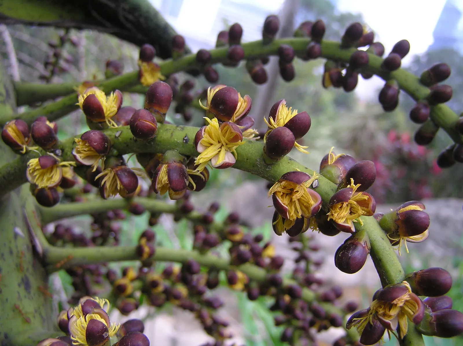 Toddy Palm (Caryota Urens) — it is imperative to note that the Toddy Palm thrives in USDA Hardiness Zones 10-12; appreciating full sun to partial shade