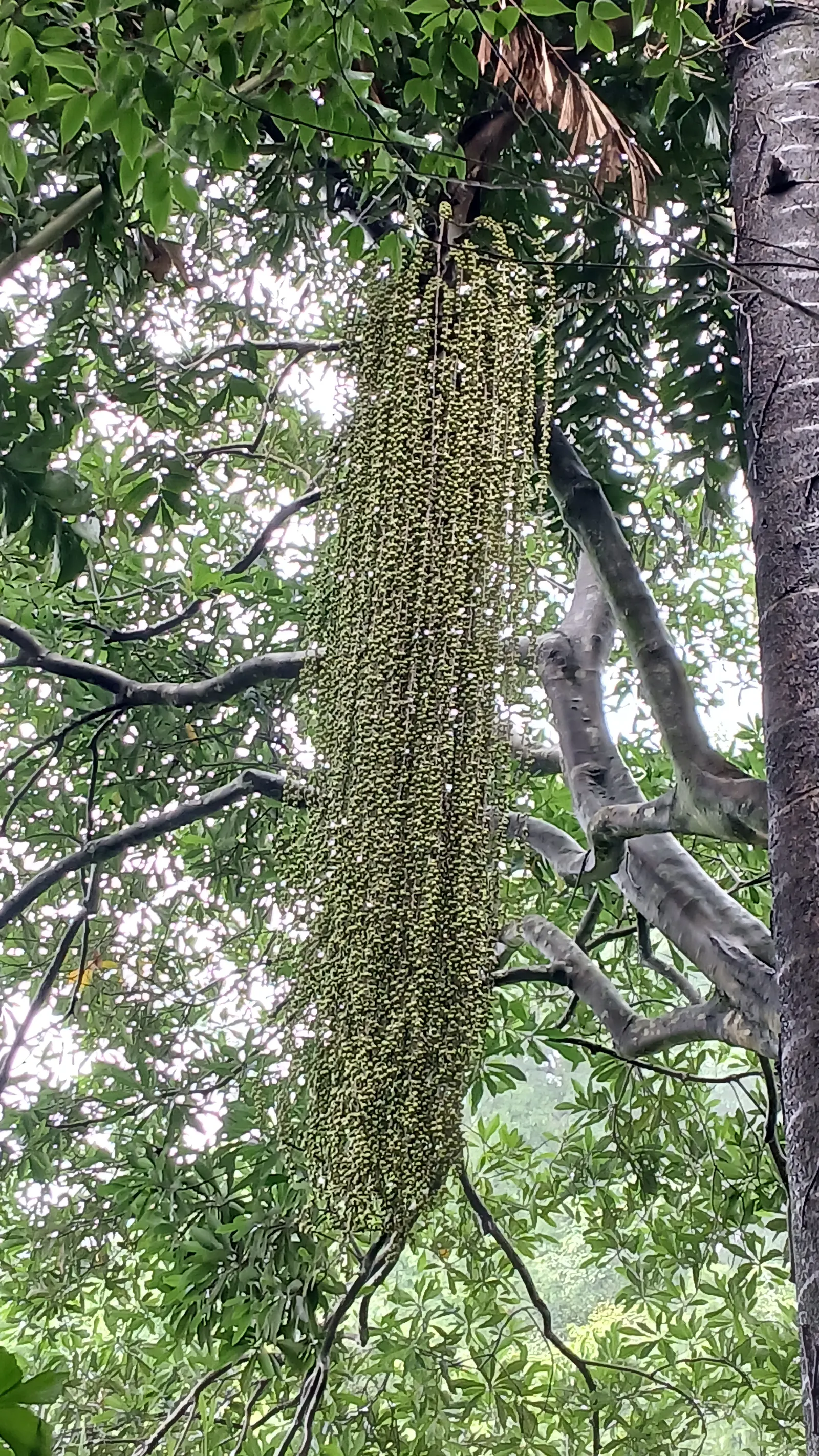 Toddy Palm (Caryota Urens) — has moderate drought tolerance