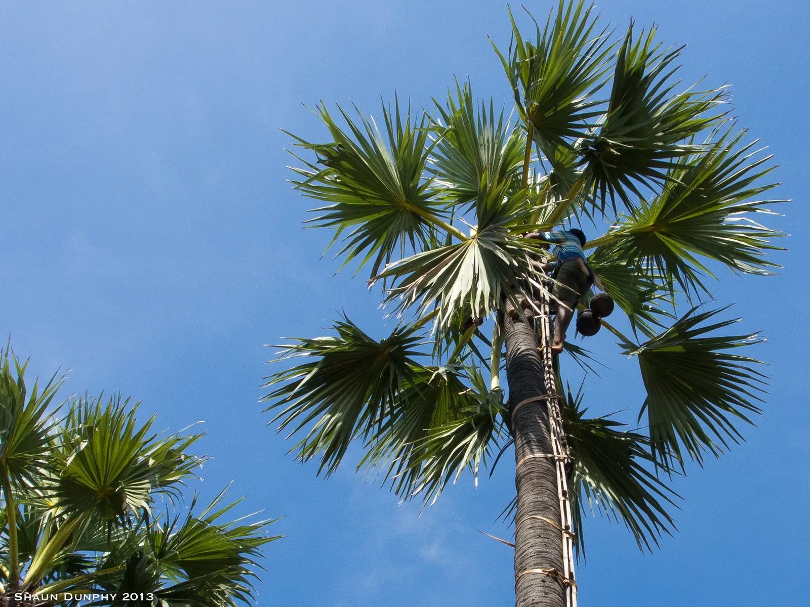 Toddy Palm (Caryota Urens) — it is imperative to note that the Toddy Palm thrives in USDA Hardiness Zones 10-12