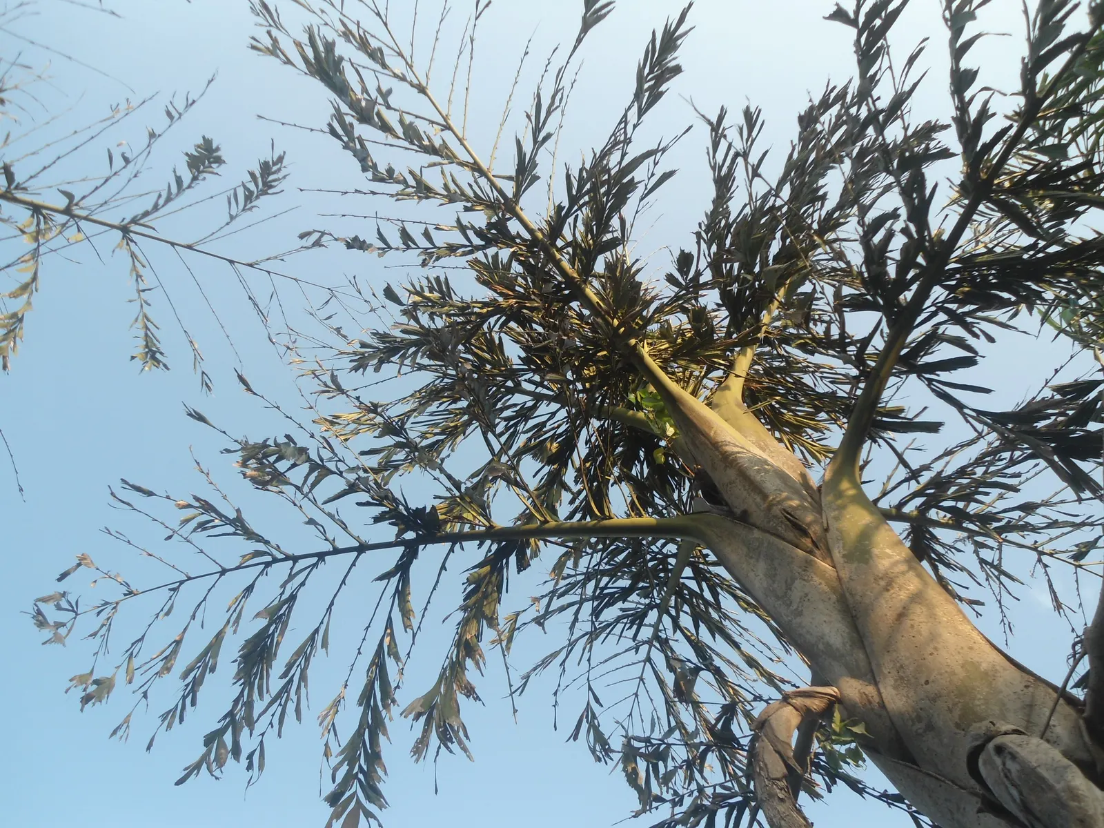 Toddy Palm (Caryota Urens) — This heat-loving species requires well-drained soil and once established; scientifically known as Caryota urens, image 72