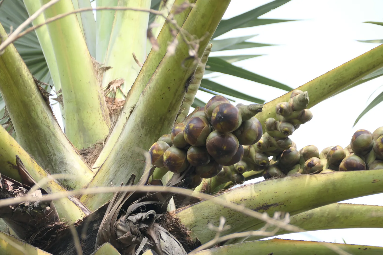 Toddy Palm (Caryota Urens) — scientifically known as Caryota urens