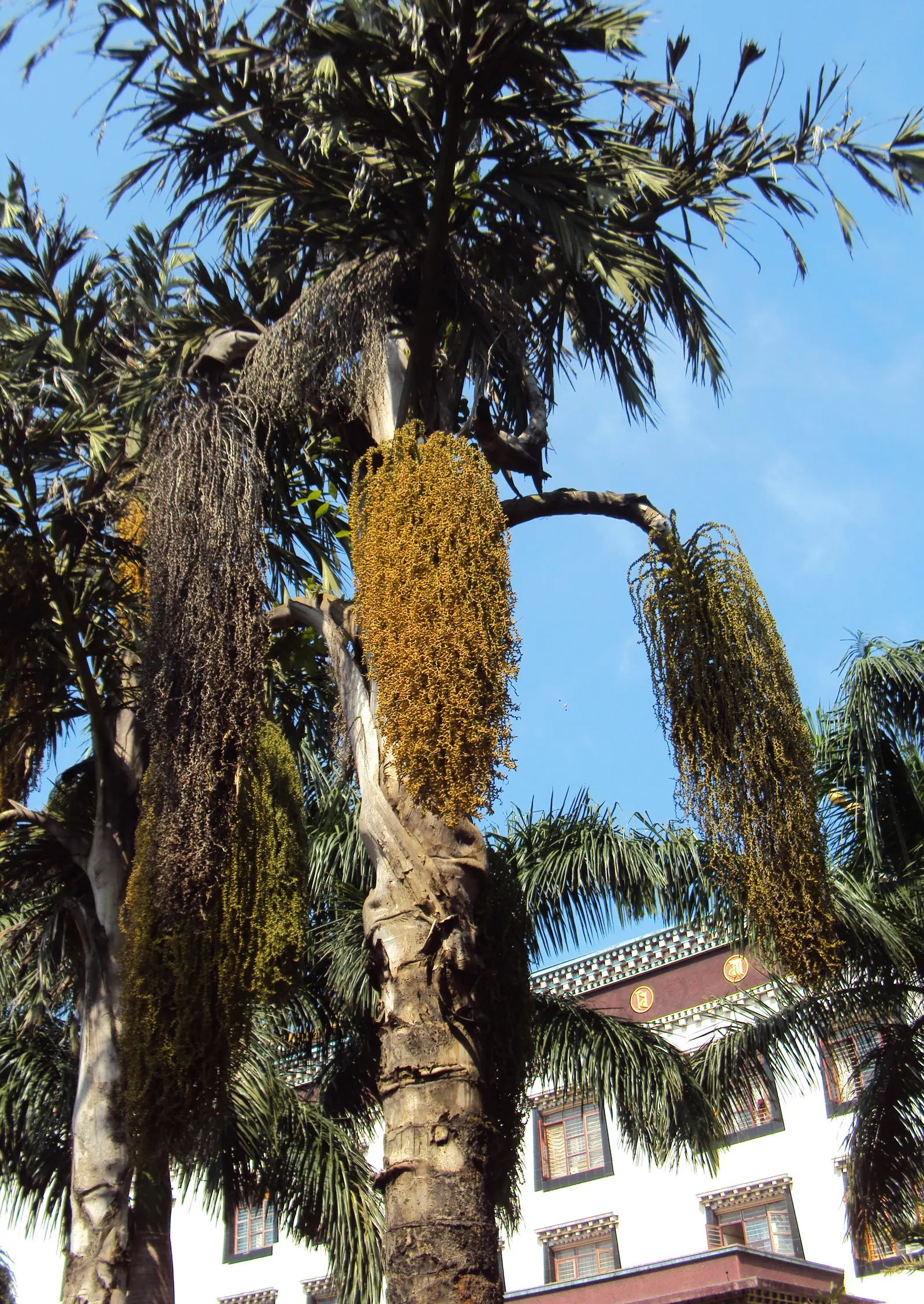 Toddy Palm (Caryota Urens) — adding economic as well as aesthetic value; which can serve as an excellent focal point in any garden, image 84