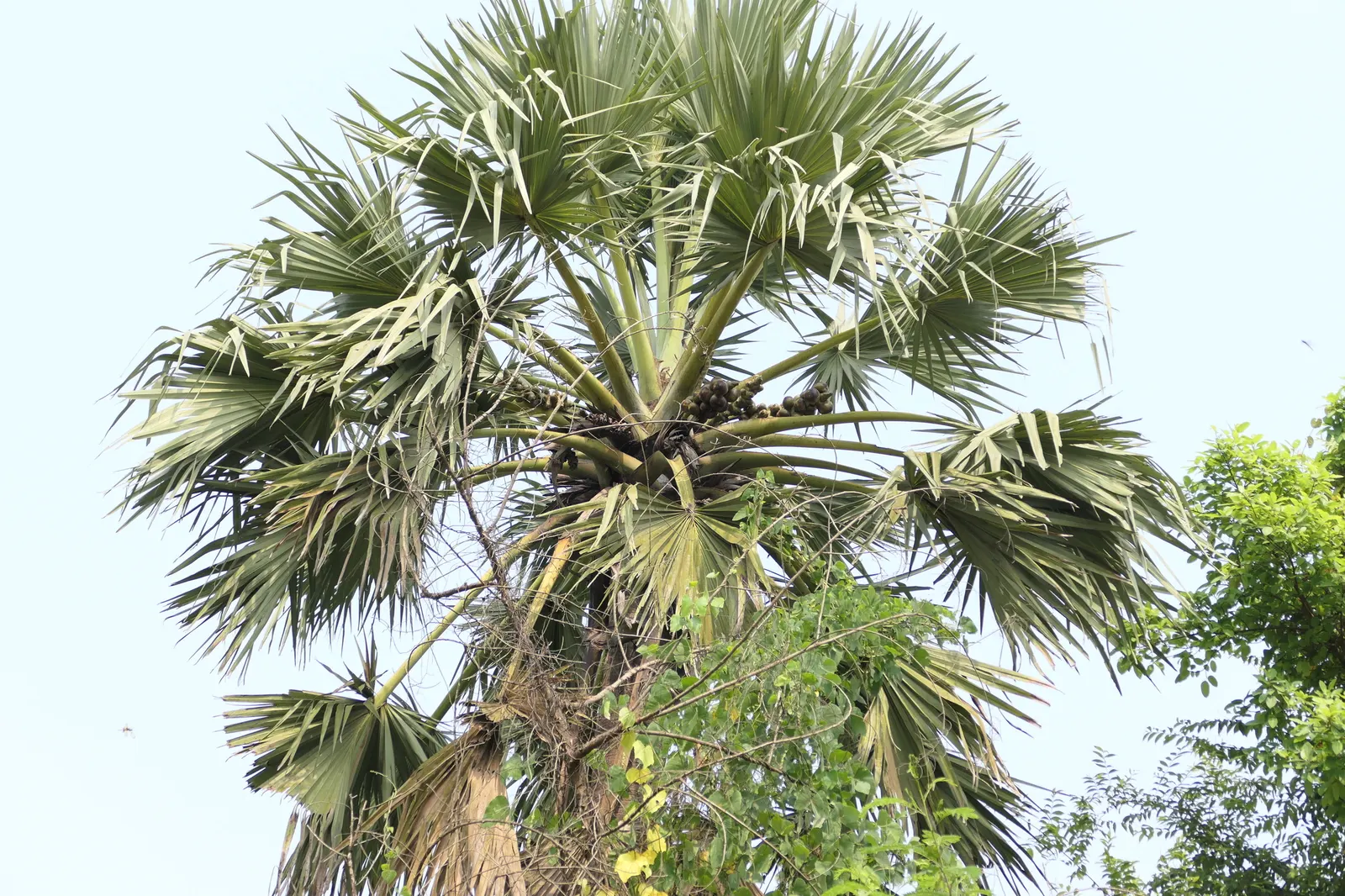 Toddy Palm (Caryota Urens) — black fruits about one inch in diameter; with a spread of 10 to 15 feet