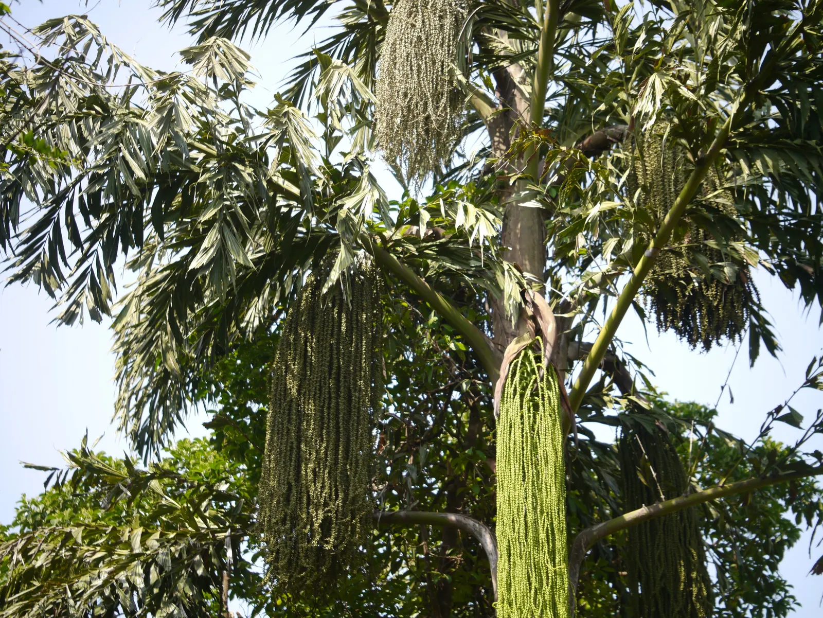 Toddy Palm (Caryota Urens) — it yields sap for palm sugar and alcoholic beverages; adding economic as well as aesthetic value, image 57