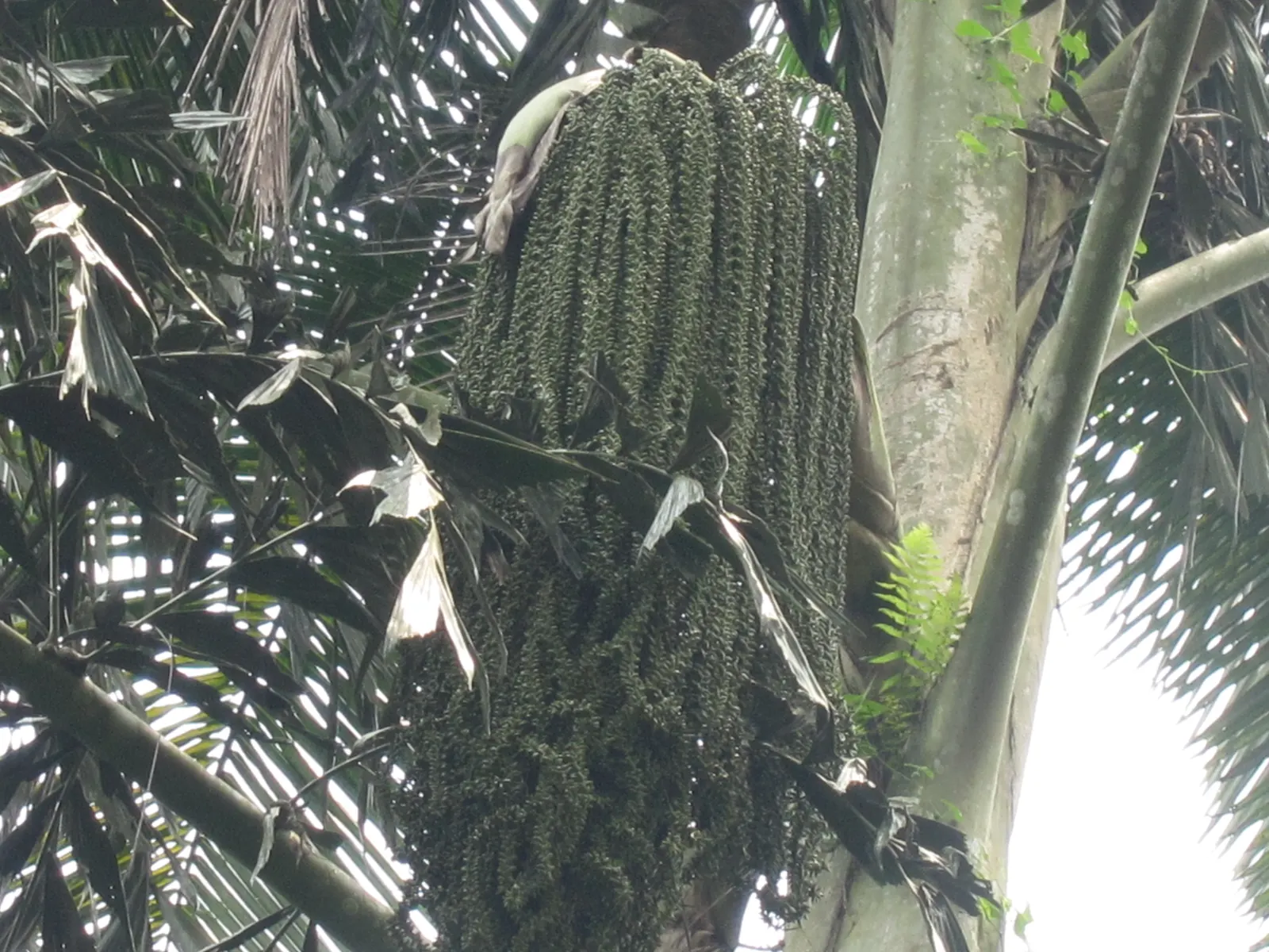Toddy Palm (Caryota Urens) — This fast-growing palm reaches heights of up to 60 feet with a spread of 8-10 feet at maturity; unlike typical palms, image 80