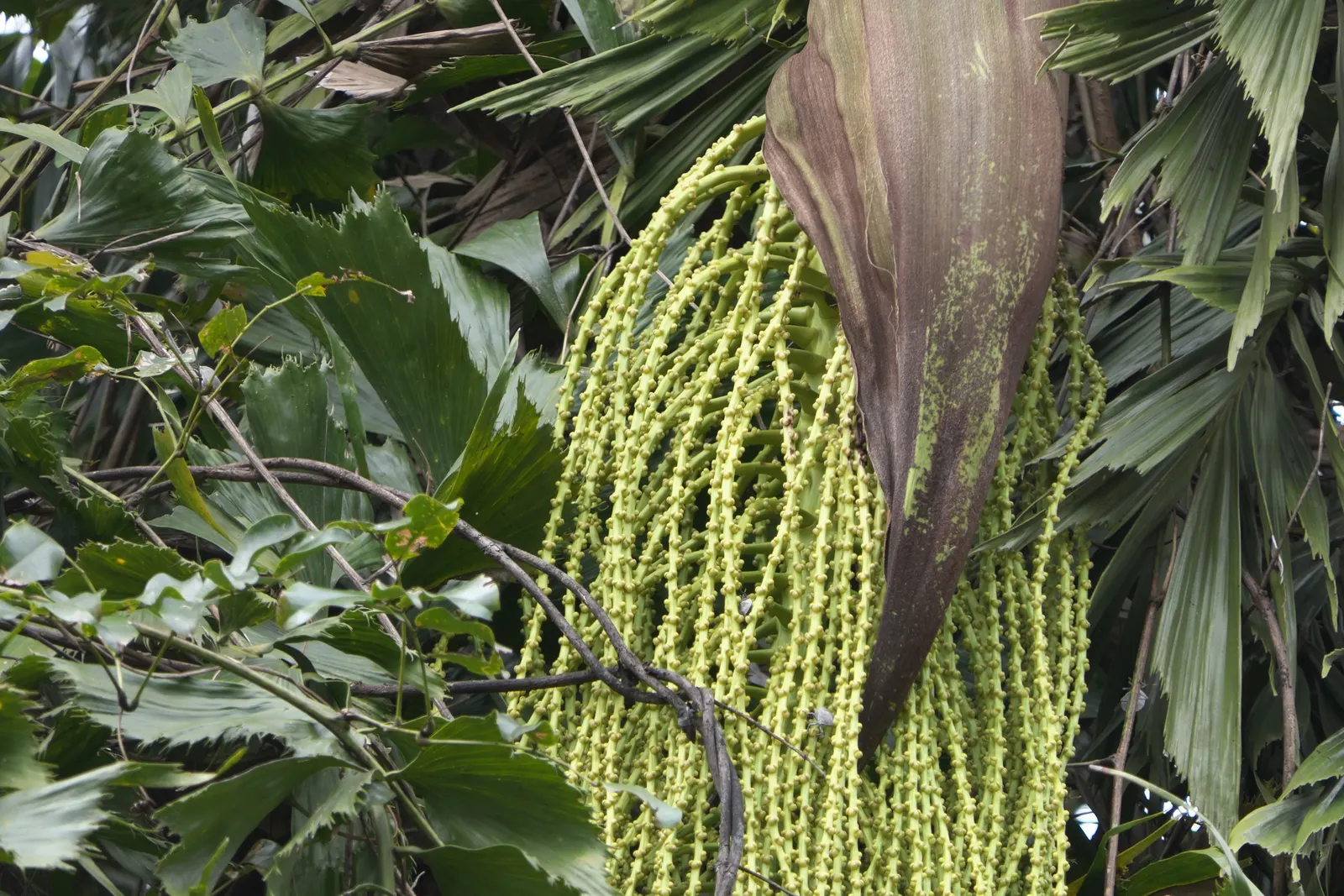 Toddy Palm (Caryota Urens) — Perfect for tropical themes; palm with white blooms