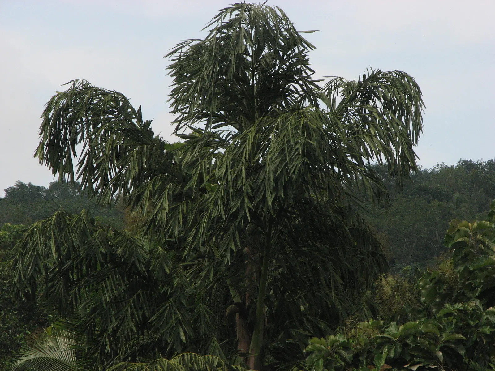 Toddy Palm (Caryota Urens) — solitary trunk that often bulges in the middle; black fruits about one inch in diameter, image 66
