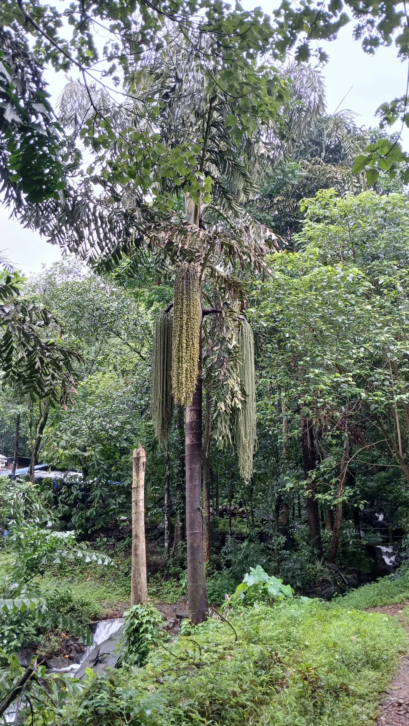 Toddy Palm (Caryota Urens) — with leaflets taking on a unique fishtail appearance; lending architectural interest to the landscape.<br><br>In its blooming phase