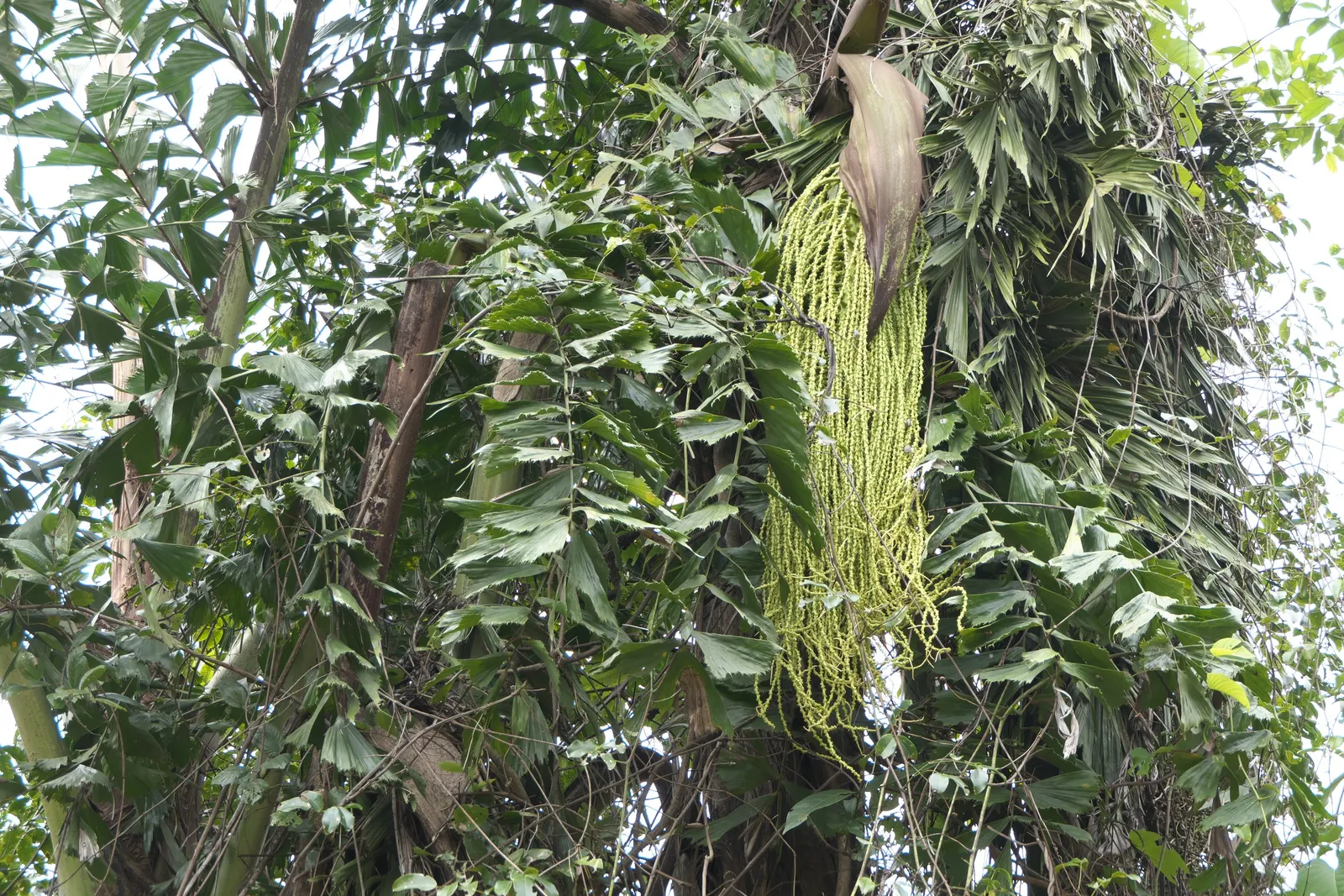 Toddy Palm (Caryota Urens) — scientifically known as Caryota urens; this heat-loving species requires well-drained soil and once established, image 59