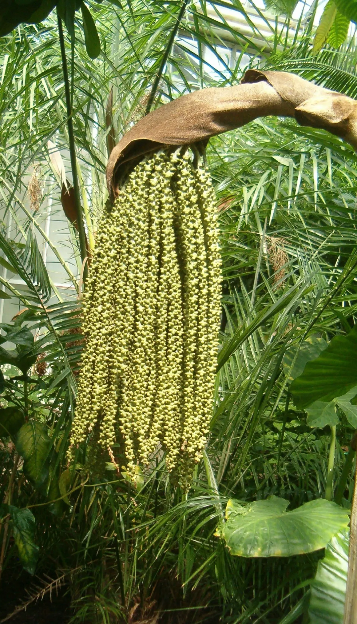 Toddy Palm (Caryota Urens) — white flowers in the garden