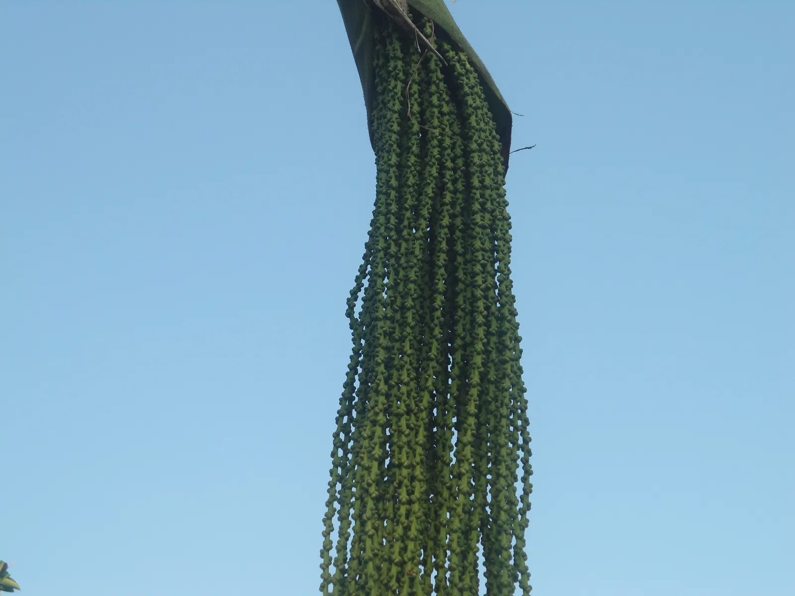 Toddy Palm (Caryota Urens) — with leaflets taking on a unique fishtail appearance