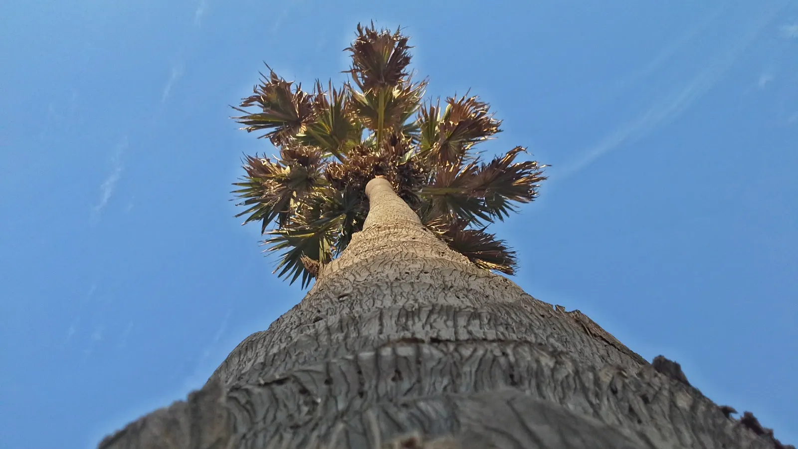 Toddy Palm (Caryota Urens) — with a spread of 10 to 15 feet; it prefers full sun to partial shade and requires ample space to accommodate its size, image 64