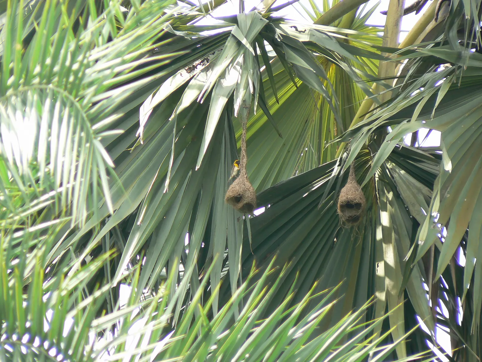 Toddy Palm (Caryota Urens) — it yields sap for palm sugar and alcoholic beverages; adding economic as well as aesthetic value, image 83
