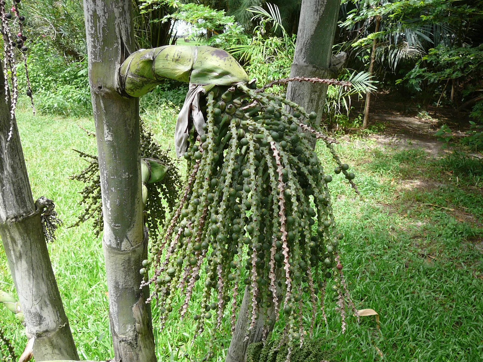 Toddy Palm (Caryota Urens) — adding economic as well as aesthetic value; which can serve as an excellent focal point in any garden, image 58