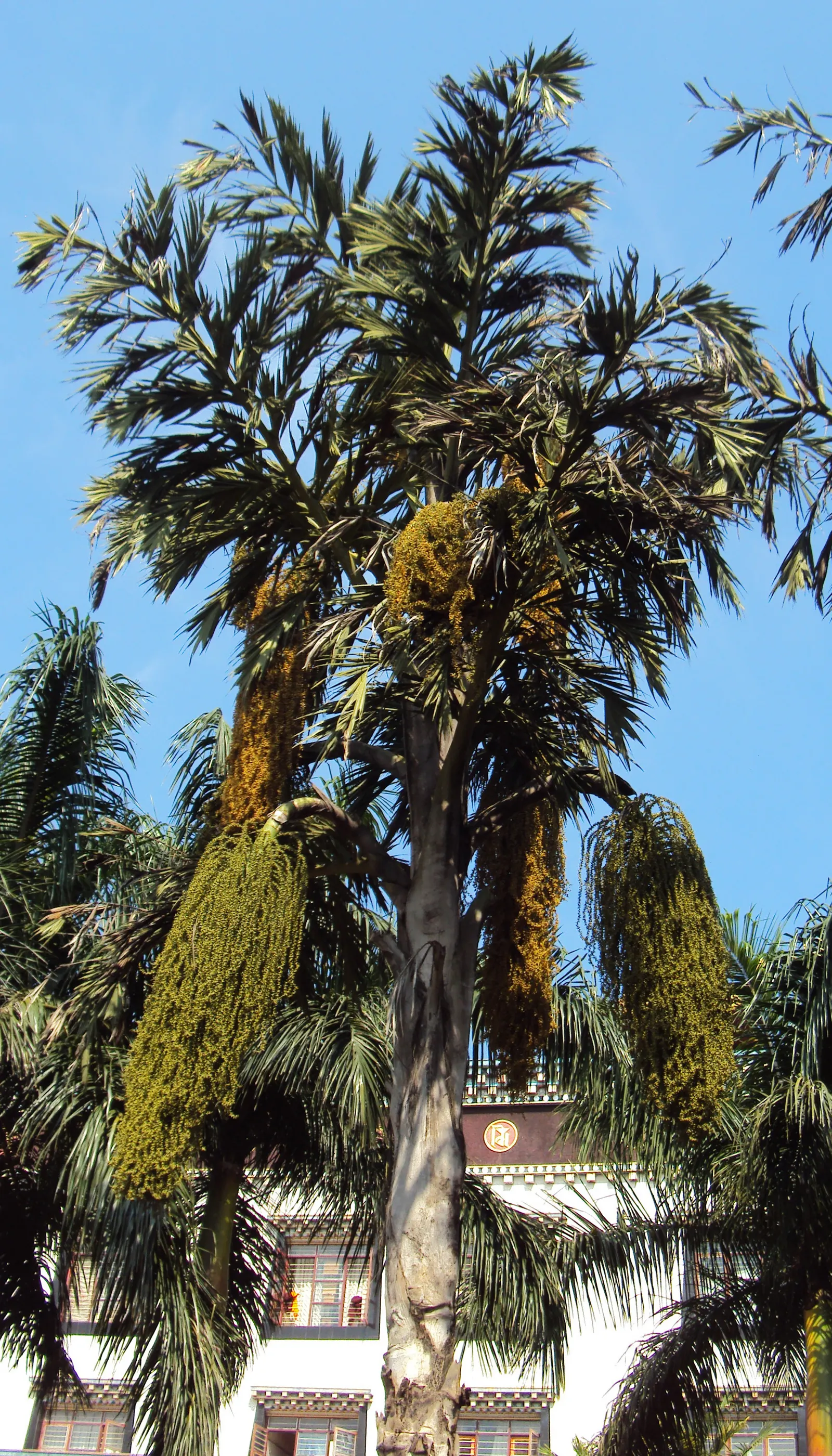 Toddy Palm (Caryota Urens) — palm for full or half; due to its mature size and potential mess from falling fruits, image 78