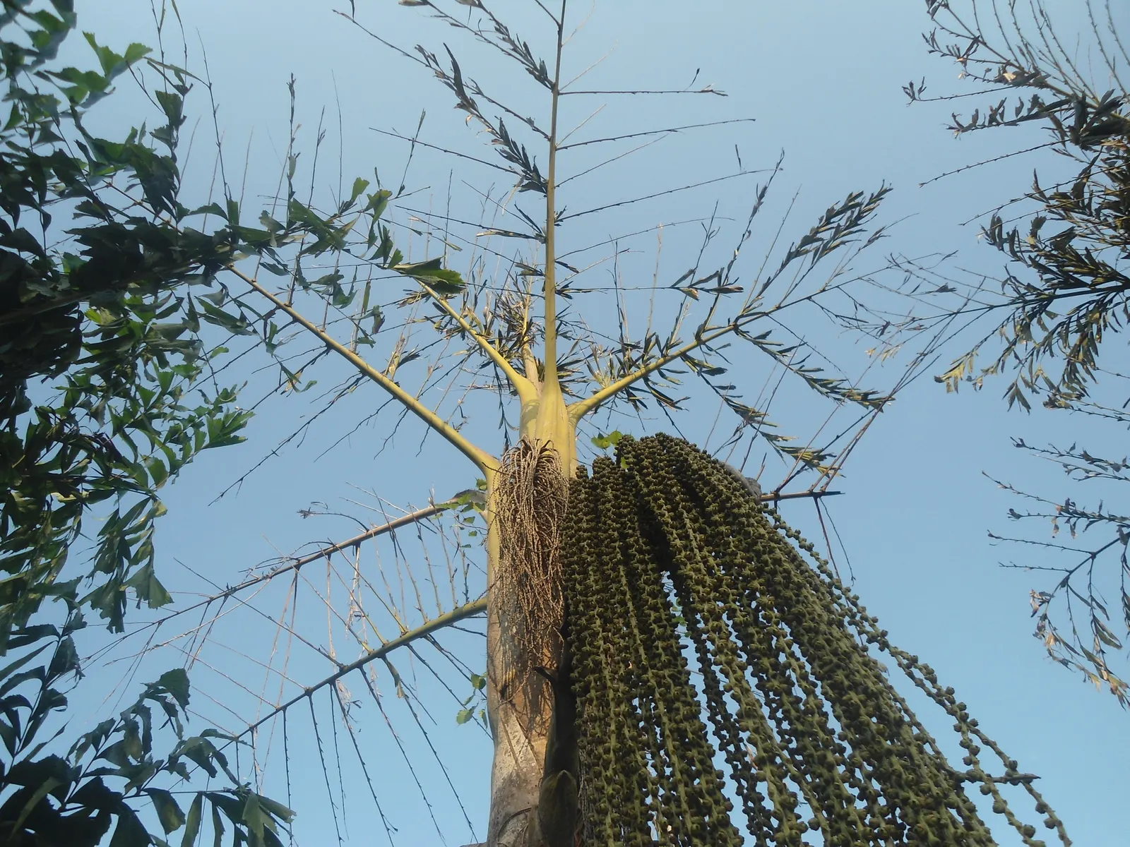 Toddy Palm (Caryota Urens) — palm with white blooms; hanging flower clusters - inflorescences can stretch up to six feet in length, image 77