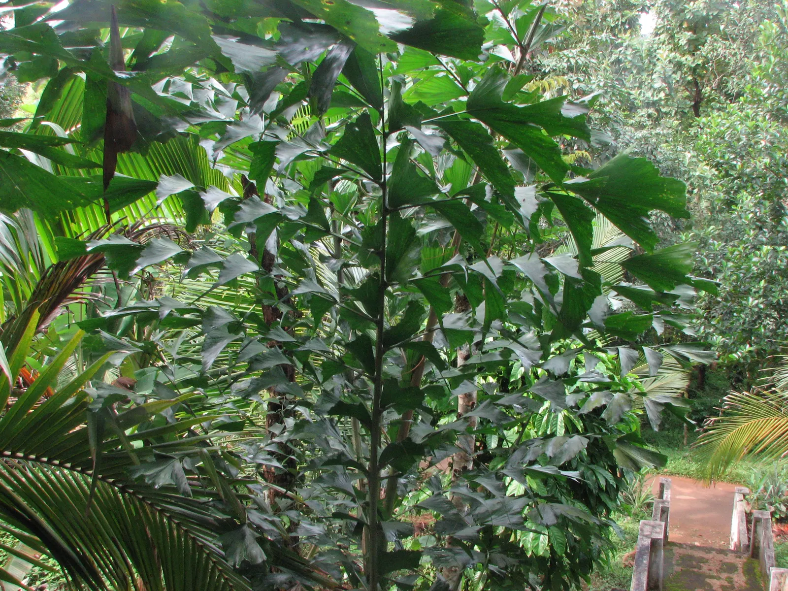 Toddy Palm (Caryota Urens) — Unlike typical palms with fan or feather leaves