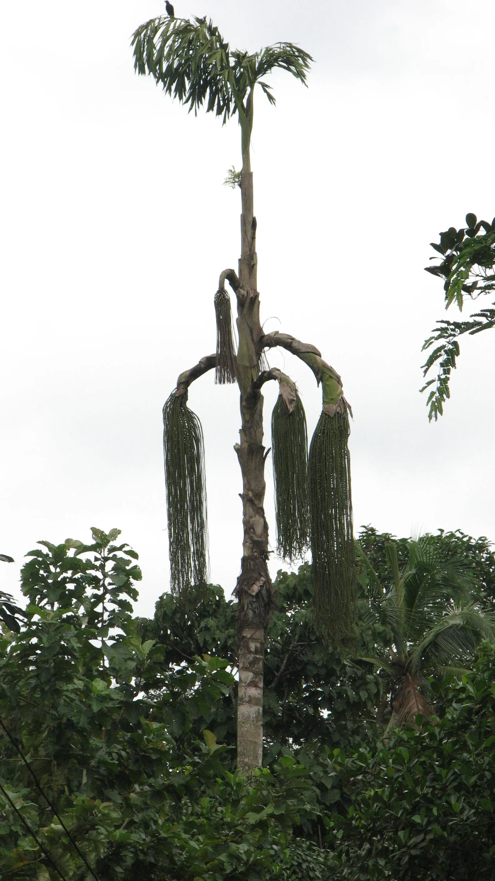 Toddy Palm (Caryota Urens) — is a distinctive species of palm native to parts of South Asia and Southeast Asia