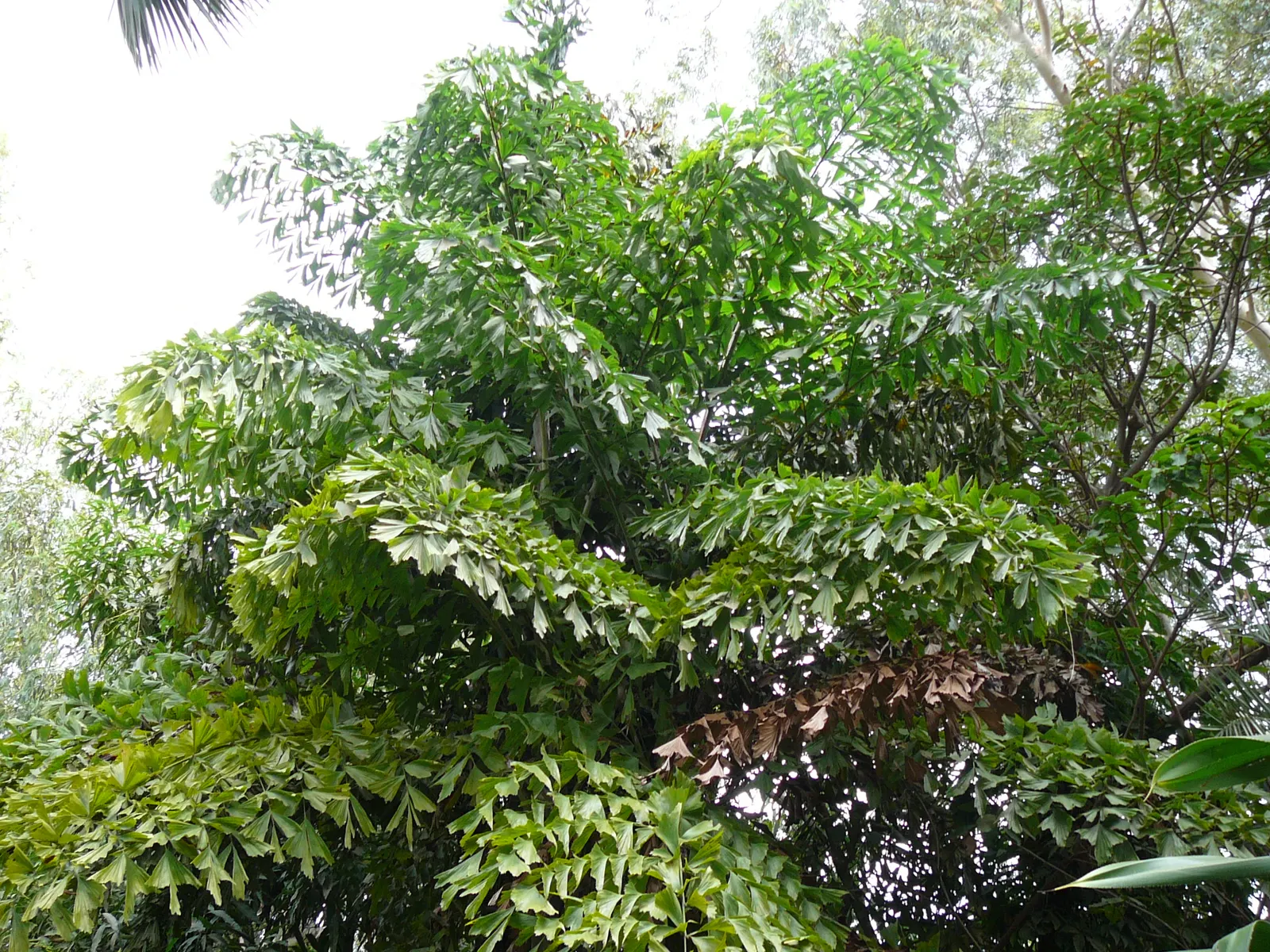 Toddy Palm (Caryota Urens) — solitary trunk that often bulges in the middle