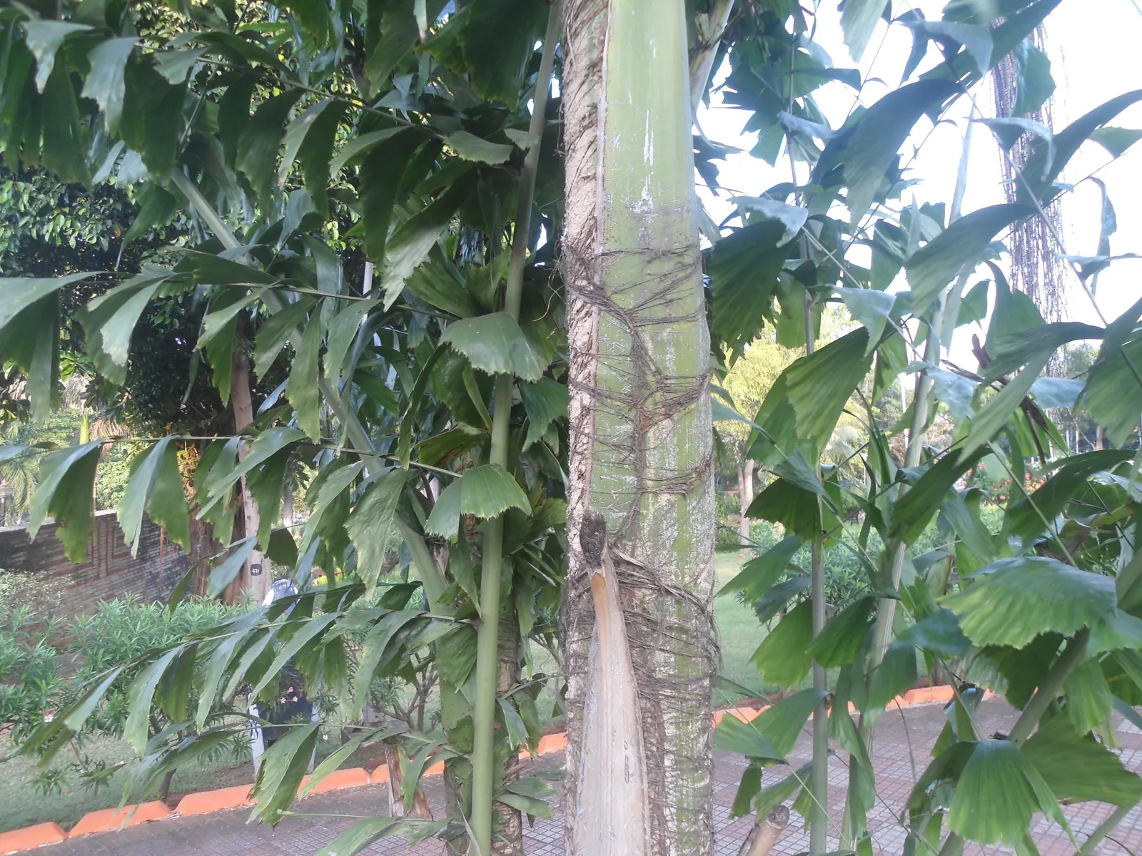 Toddy Palm (Caryota Urens) — The Toddy Palm (Caryota urens) is a striking addition to landscapes, known for its unique fishtail-like leaves, image 79