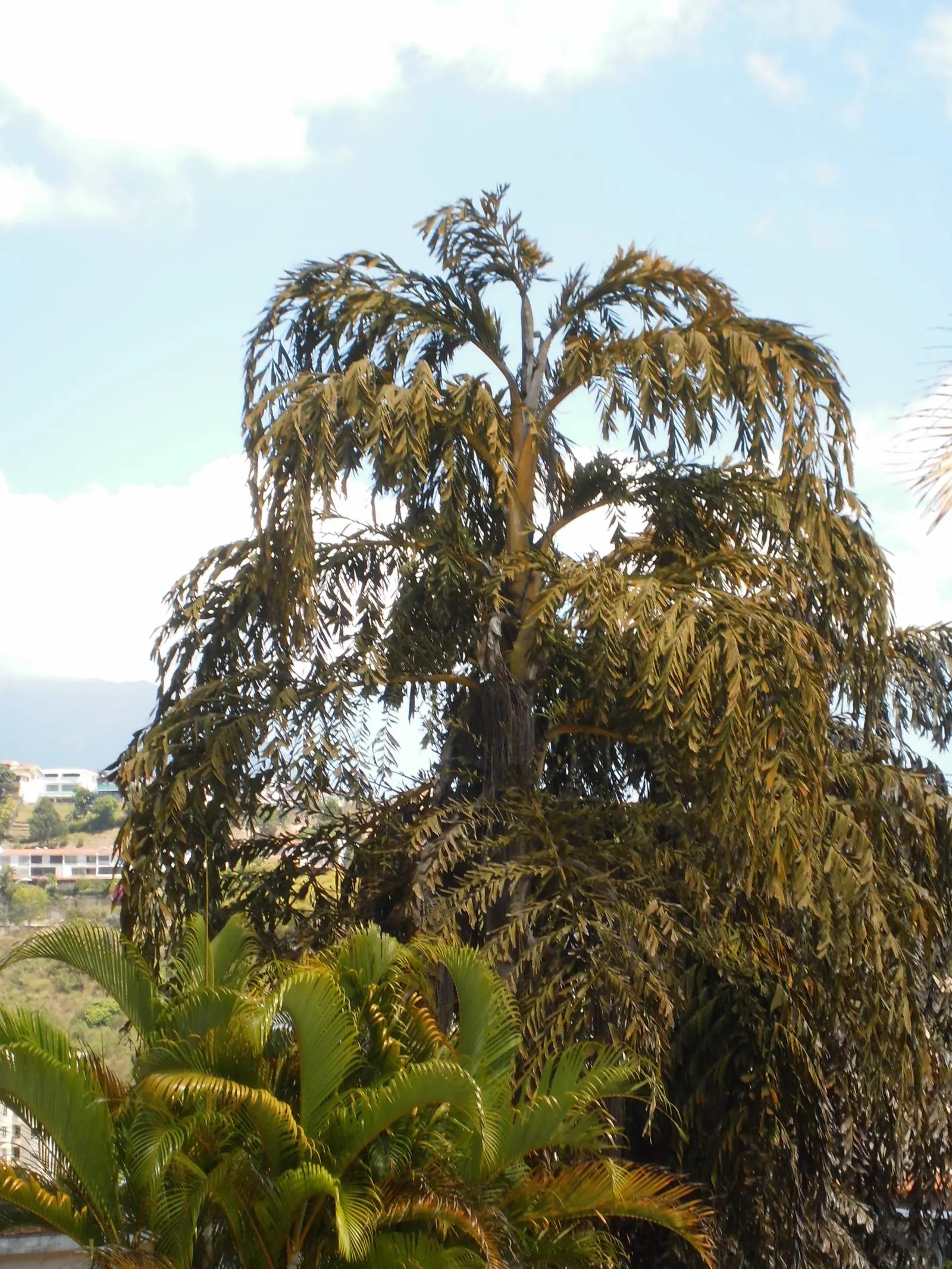 Toddy Palm (Caryota Urens) — Perfect for tropical themes