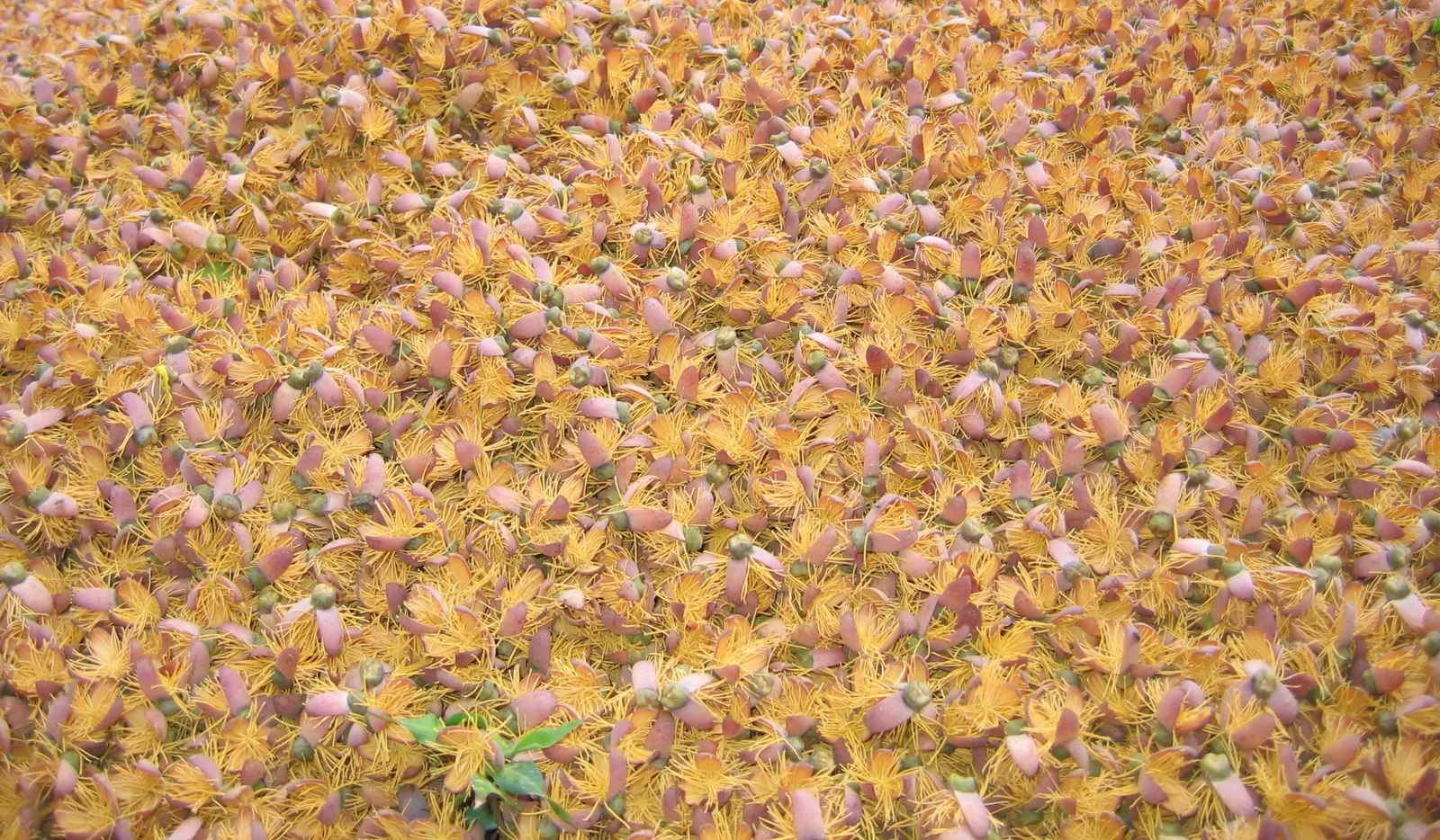 Toddy Palm (Caryota Urens) — hanging flower clusters - inflorescences can stretch up to six feet in length; it yields sap for palm sugar and alcoholic beverages