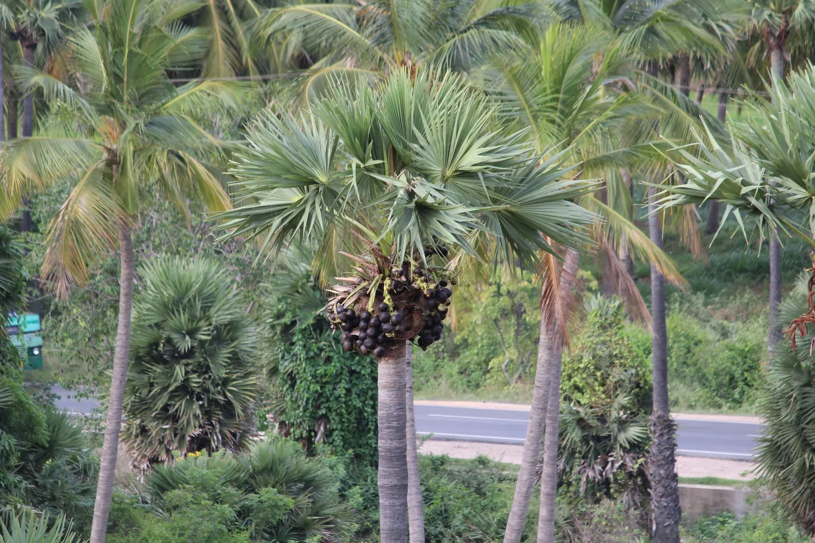 Toddy Palm (Caryota Urens) — it is imperative to note that the Toddy Palm thrives in USDA Hardiness Zones 10-12; appreciating full sun to partial, image 70