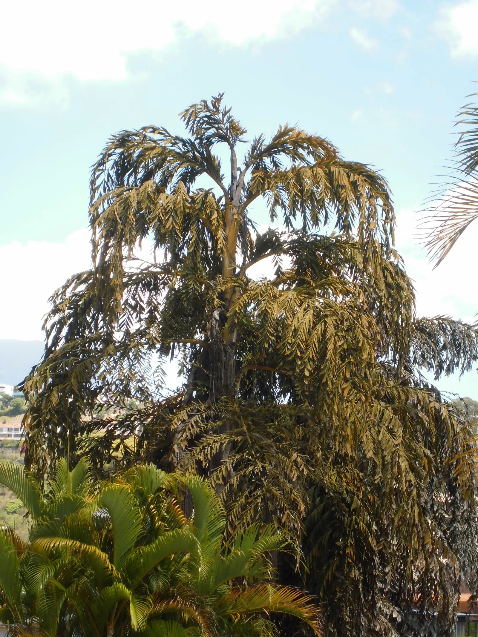 Toddy Palm (Caryota Urens) — lending architectural interest to the landscape.<br><br>In its blooming phase; white flowers in the garden