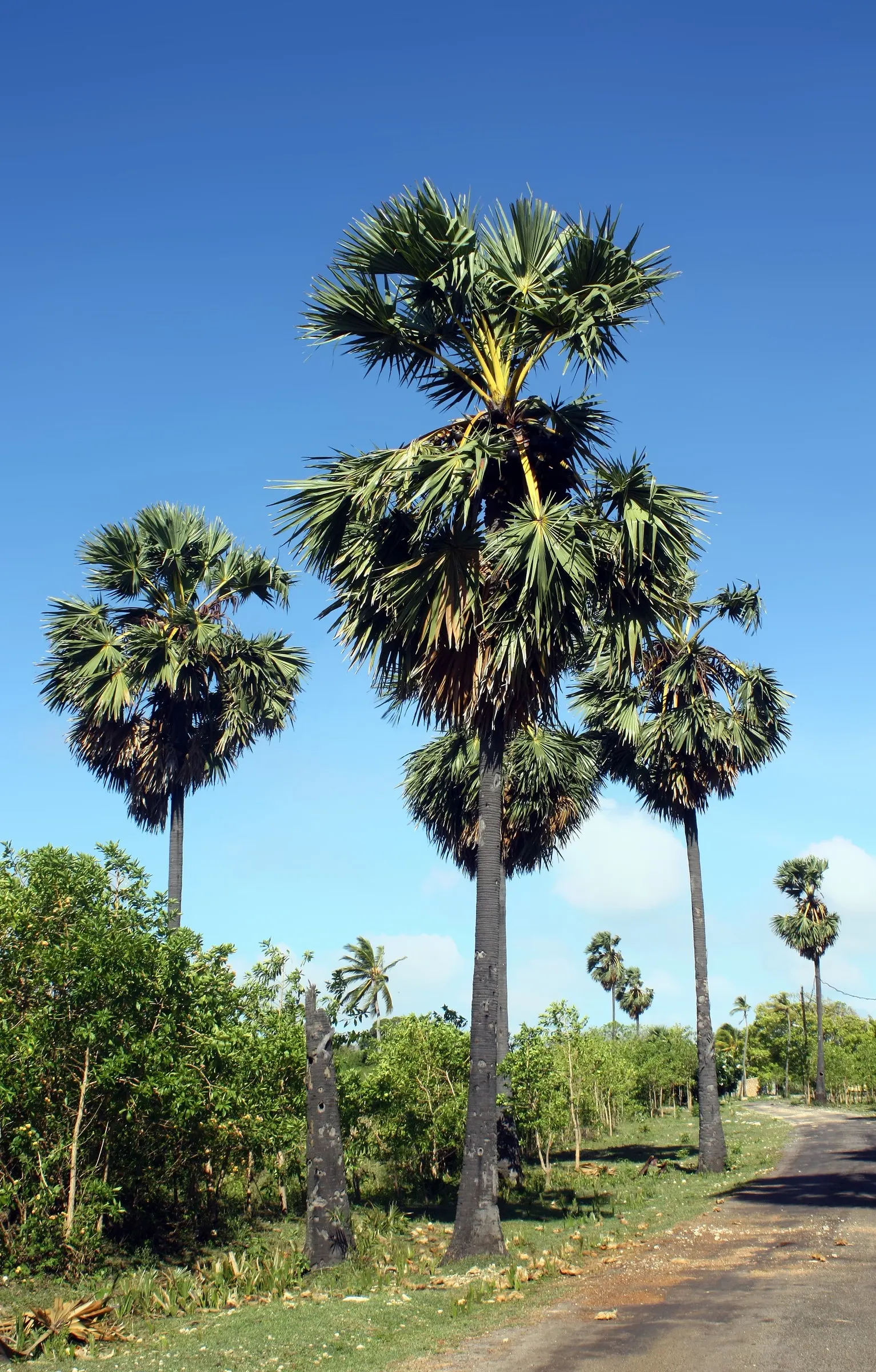 Toddy Palm (Caryota Urens) — appreciating full sun to partial shade; palm for full or half