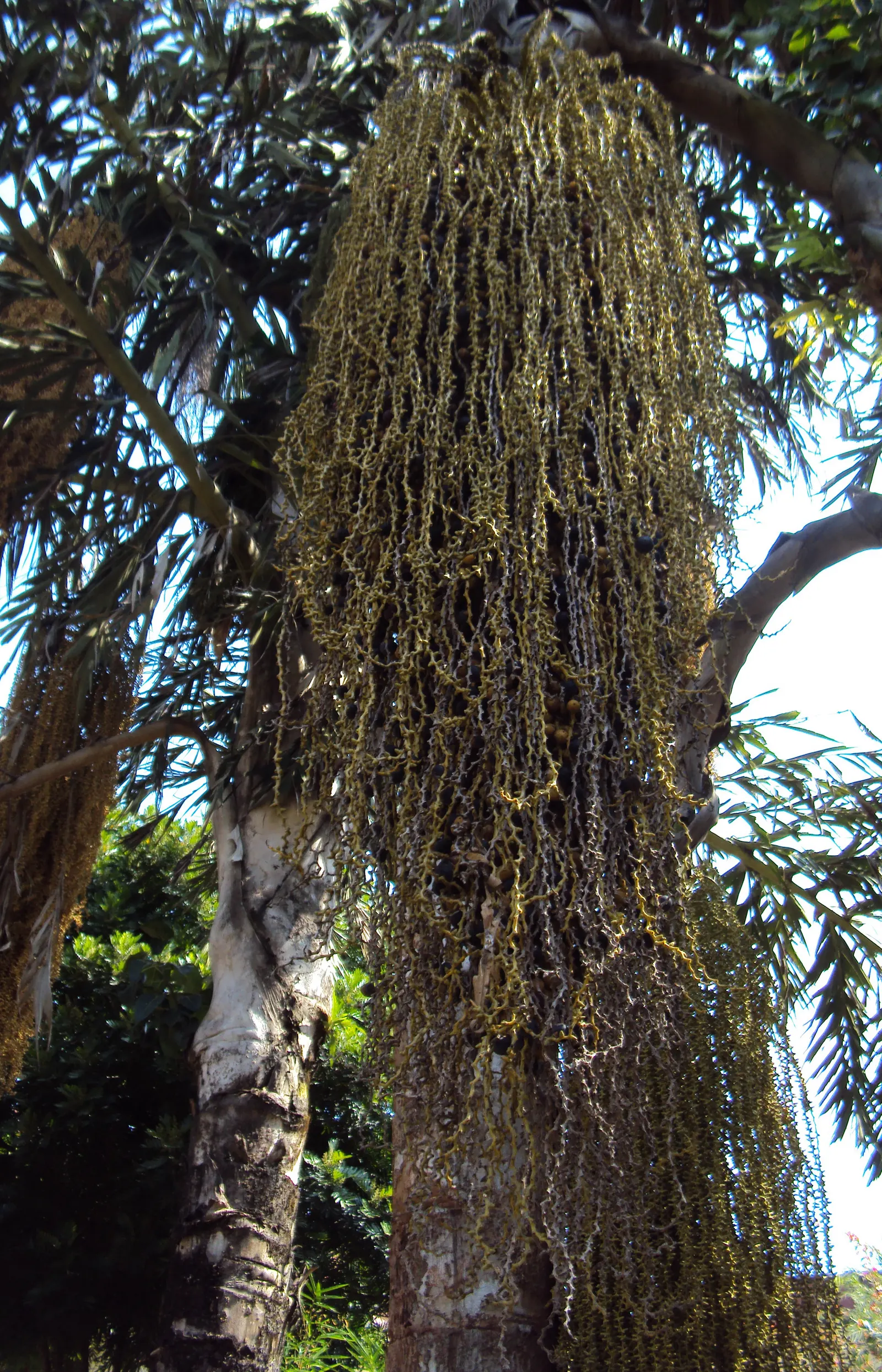 Toddy Palm (Caryota Urens) — appreciating full sun to partial shade; palm for full or half, image 71