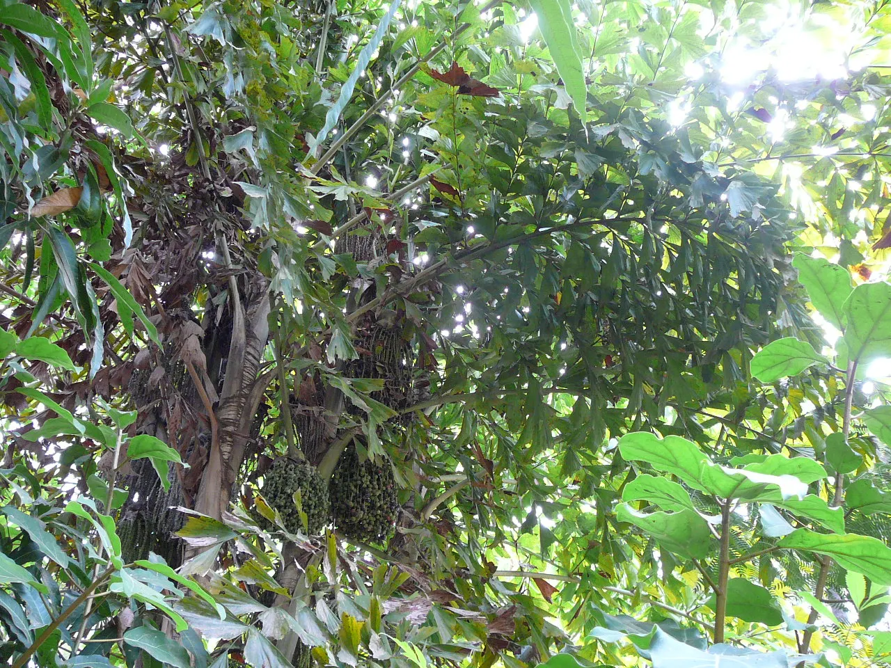 Toddy Palm (Caryota Urens) — palm for full or half; due to its mature size and potential mess from falling fruits